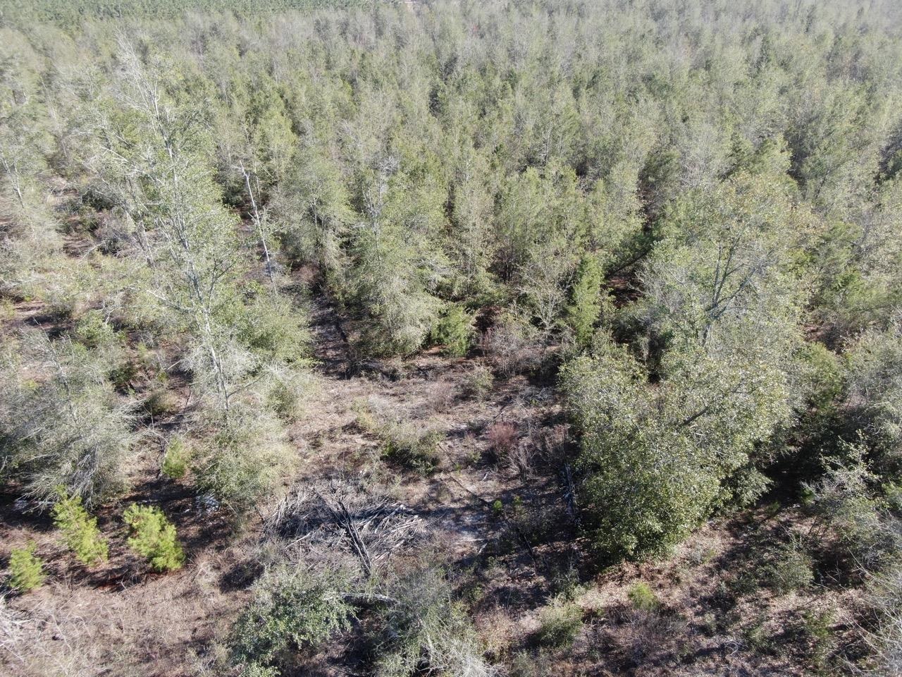 Vacant SE Olustee Drive, Lee, Texas image 14