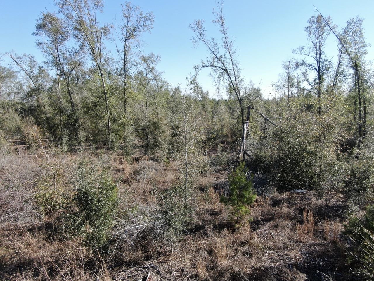 Vacant SE Olustee Drive, Lee, Texas image 16