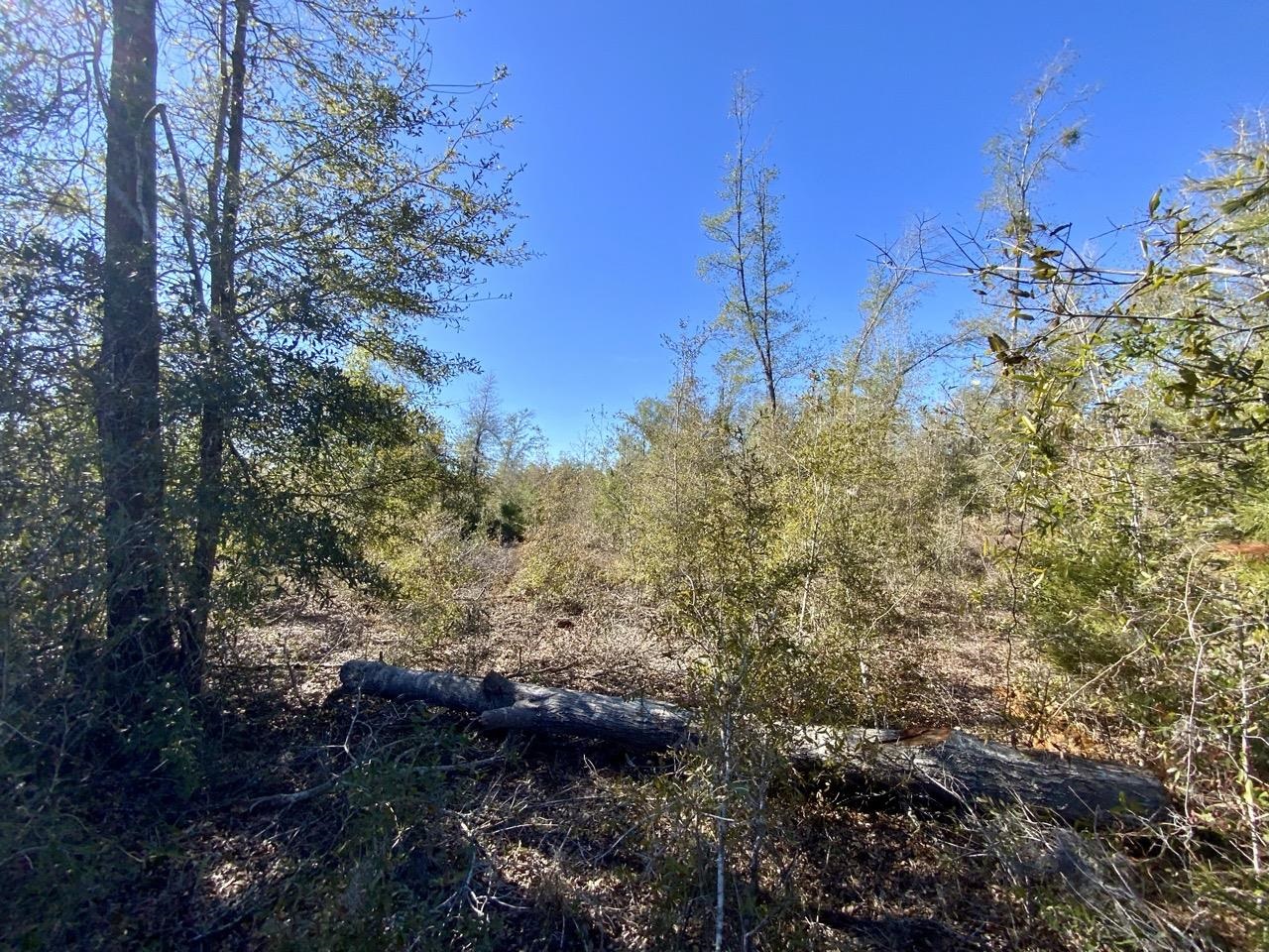 Vacant SE Olustee Drive, Lee, Texas image 6