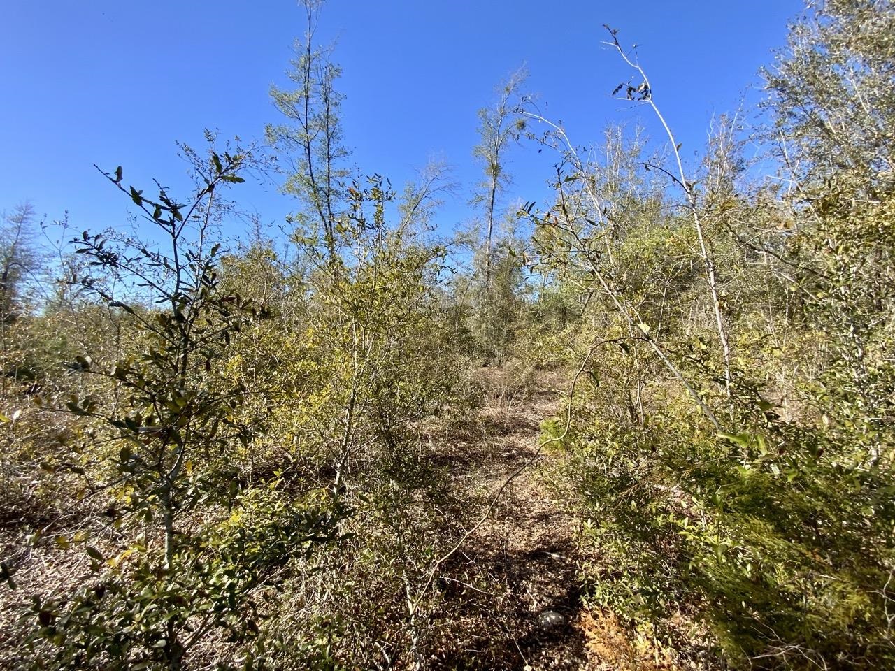 Vacant SE Olustee Drive, Lee, Texas image 7