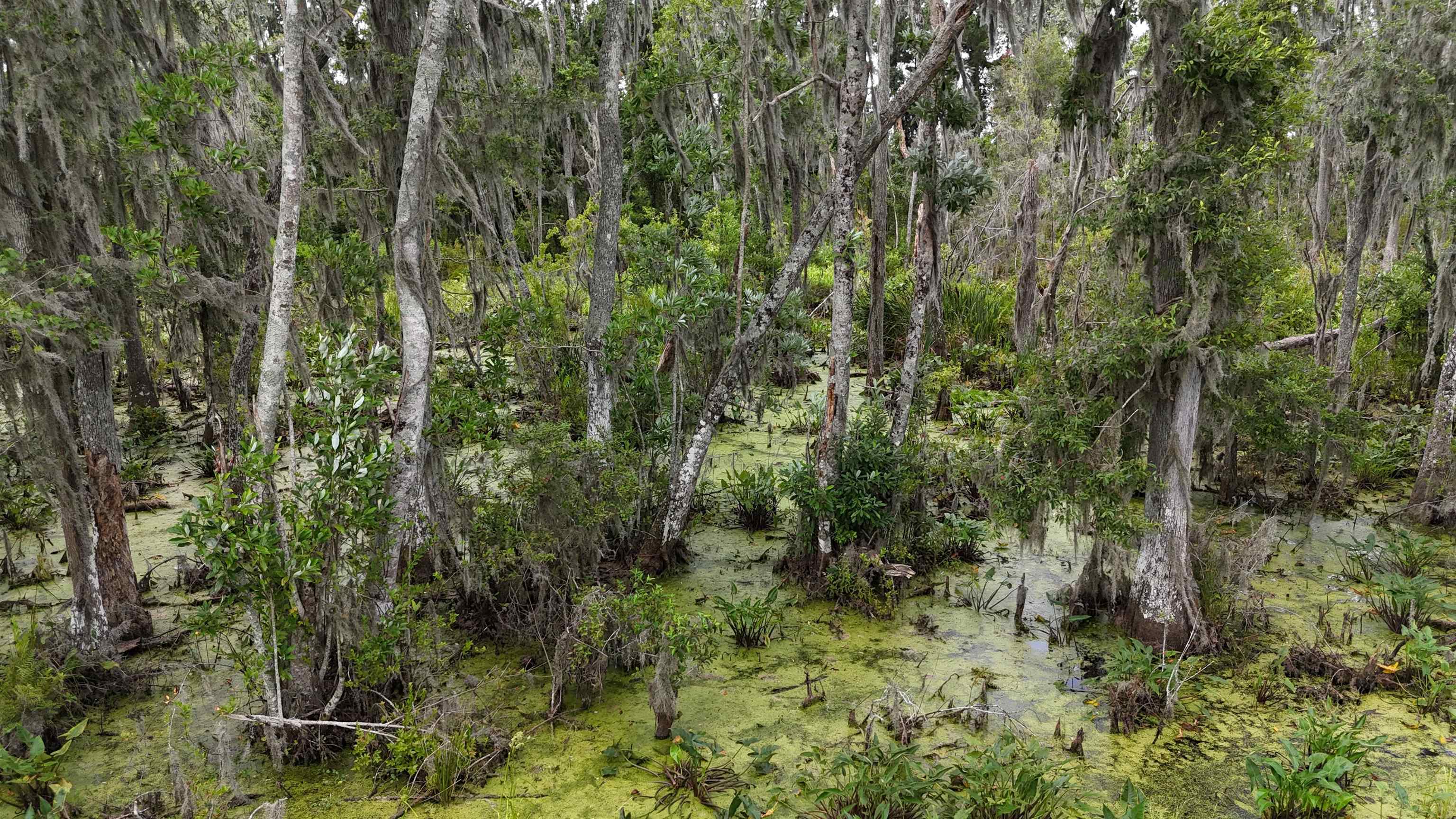 Vacant SE Cr 132, White Springs, Florida image 17