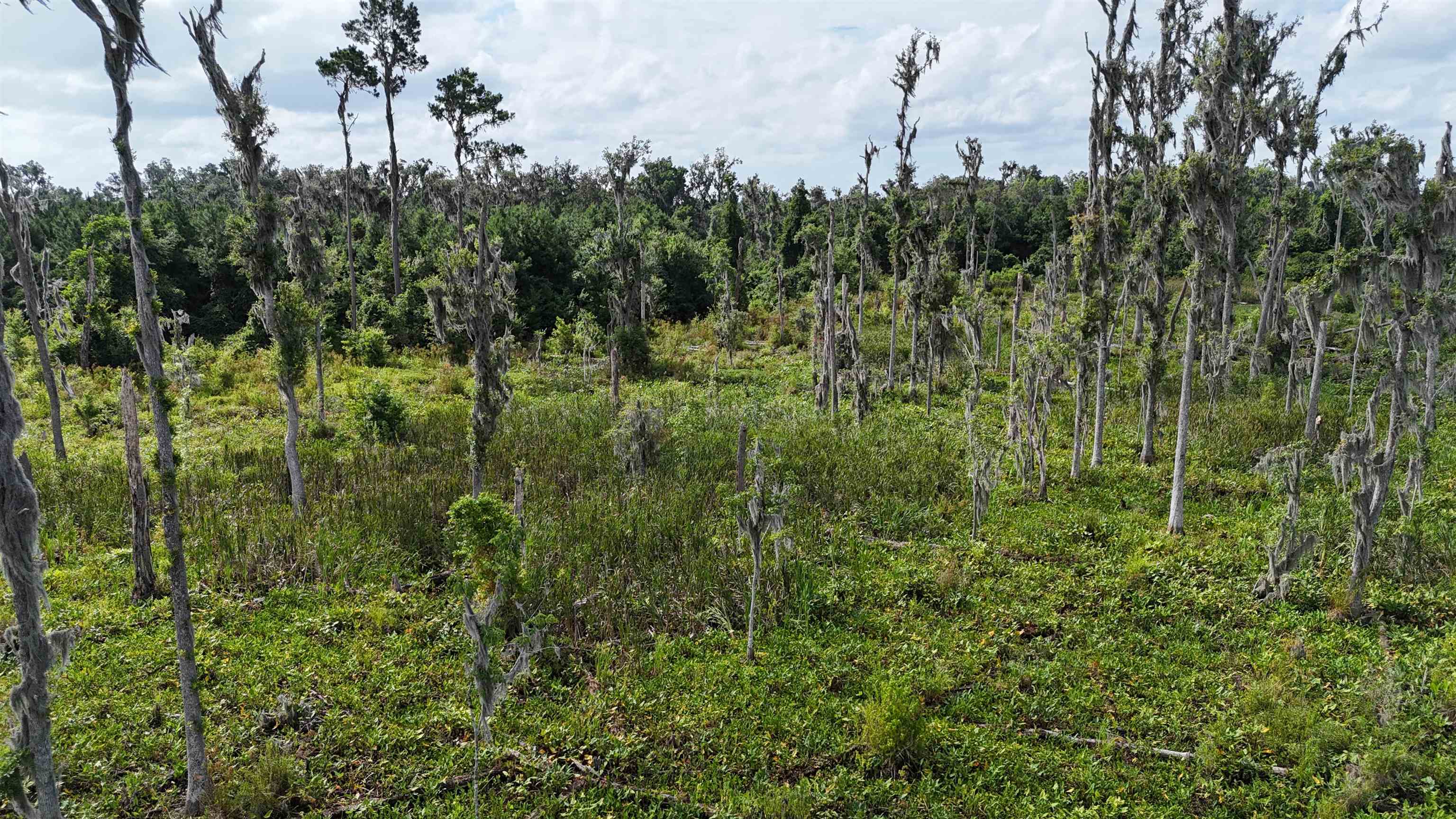 Vacant SE Cr 132, White Springs, Florida image 27