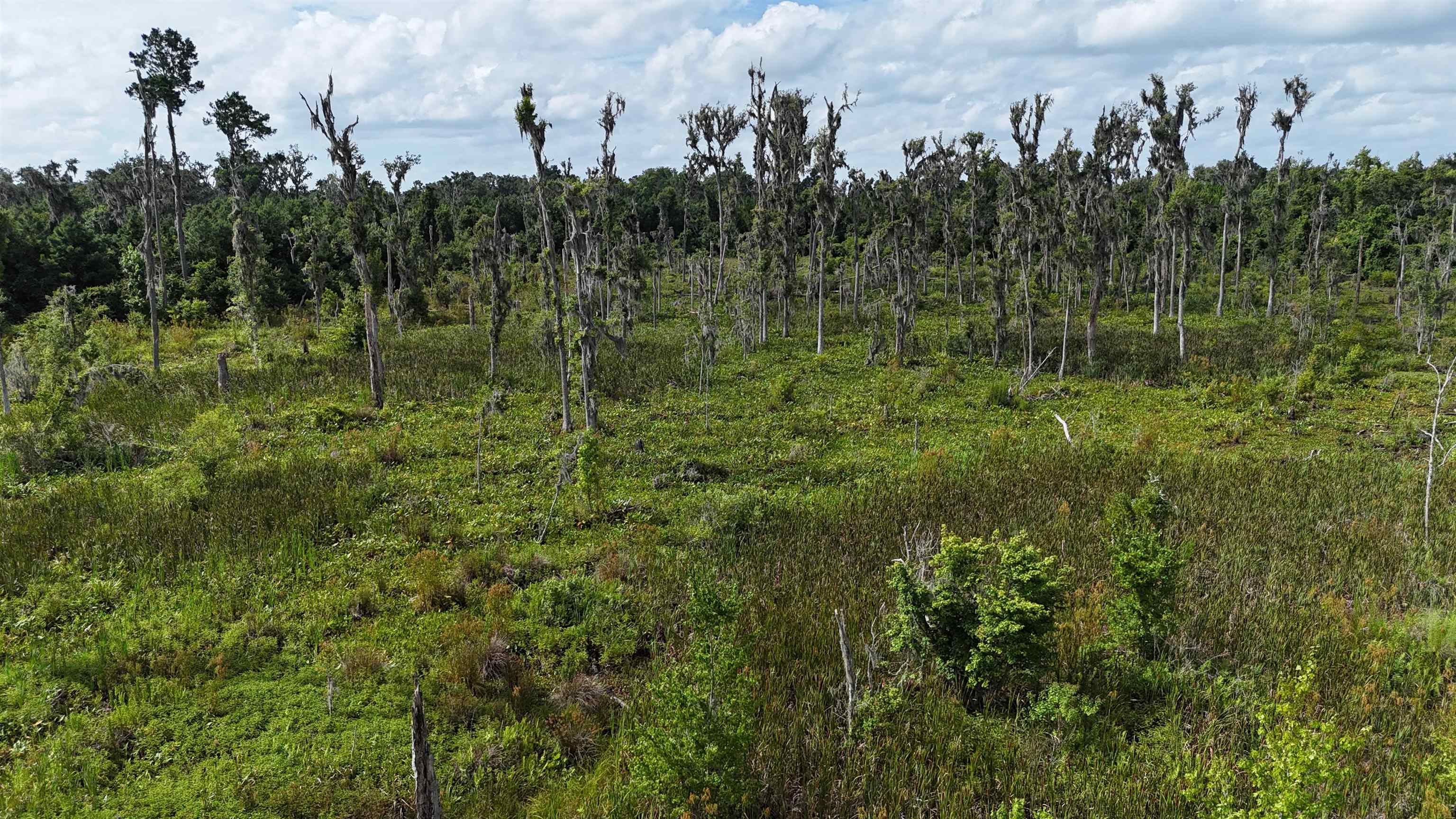 Vacant SE Cr 132, White Springs, Florida image 31