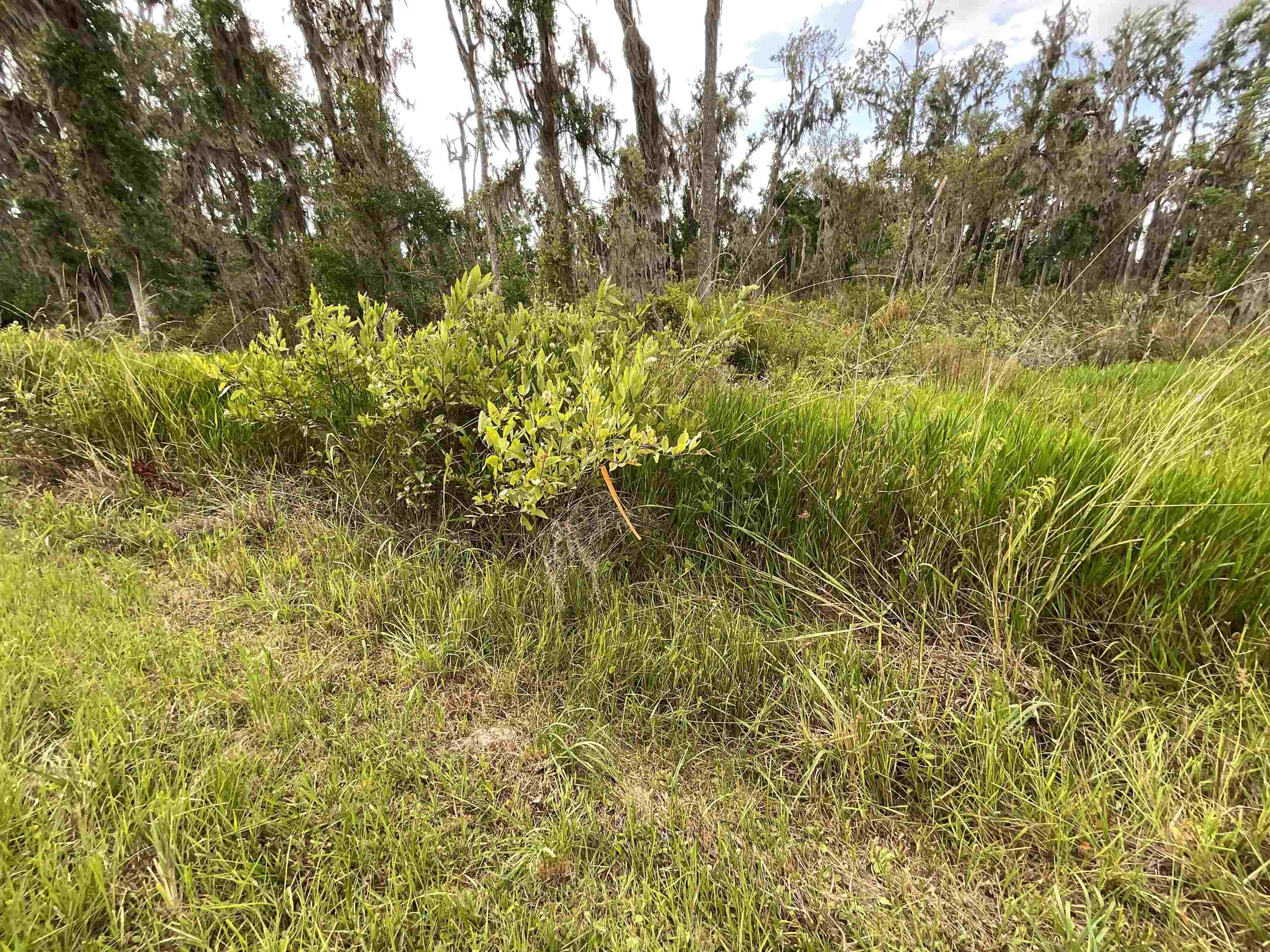 Vacant SE Cr 132, White Springs, Florida image 39