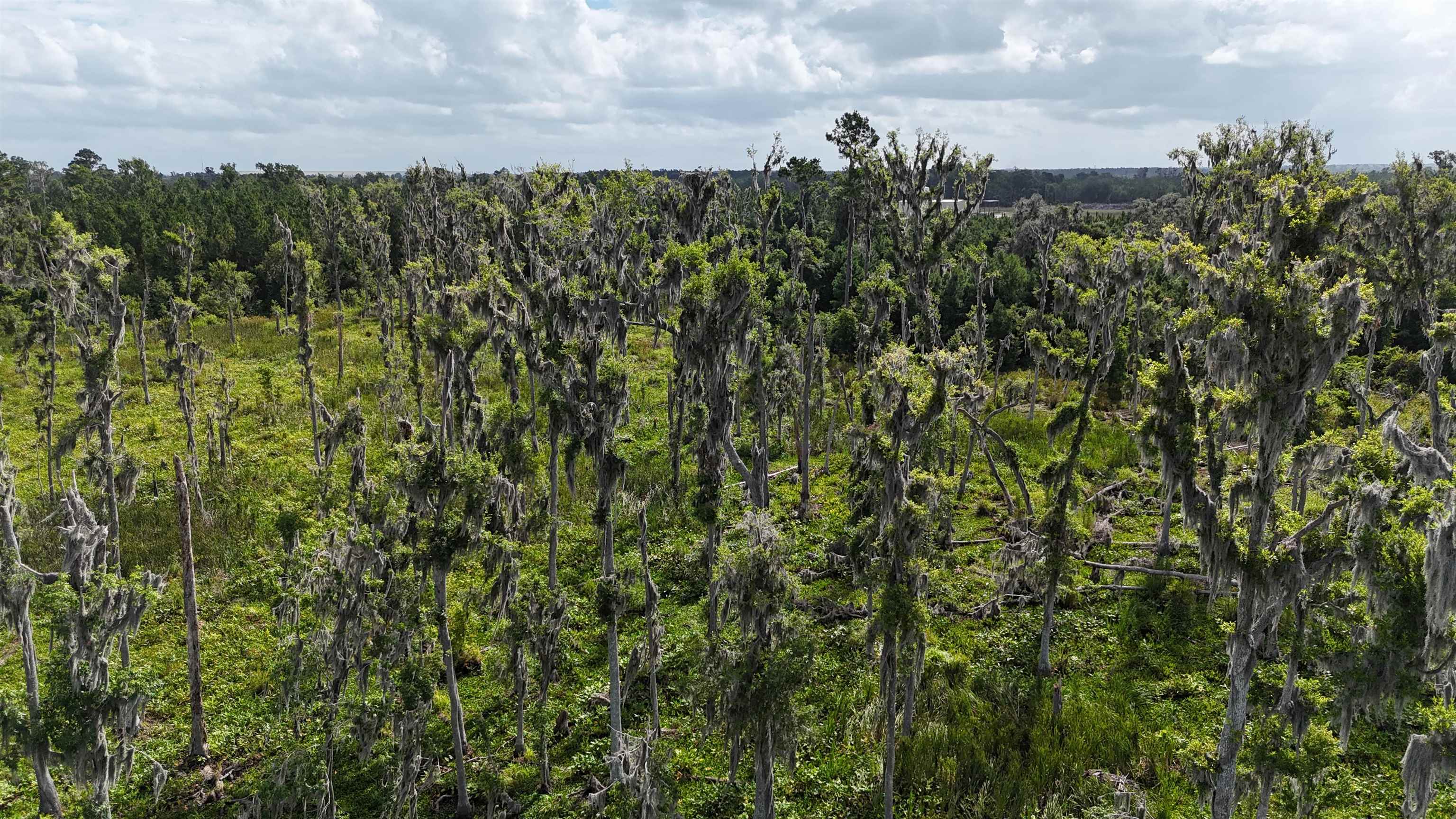 Vacant SE Cr 132, White Springs, Florida image 4