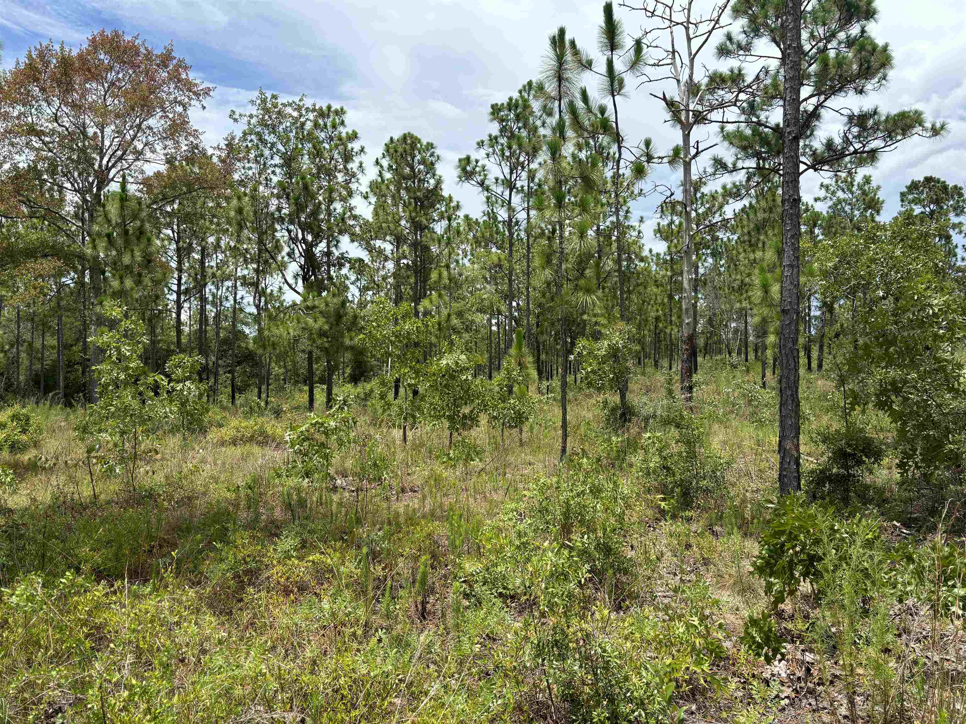 Little Sycamore Church Road, Chattahoochee, Florida image 3