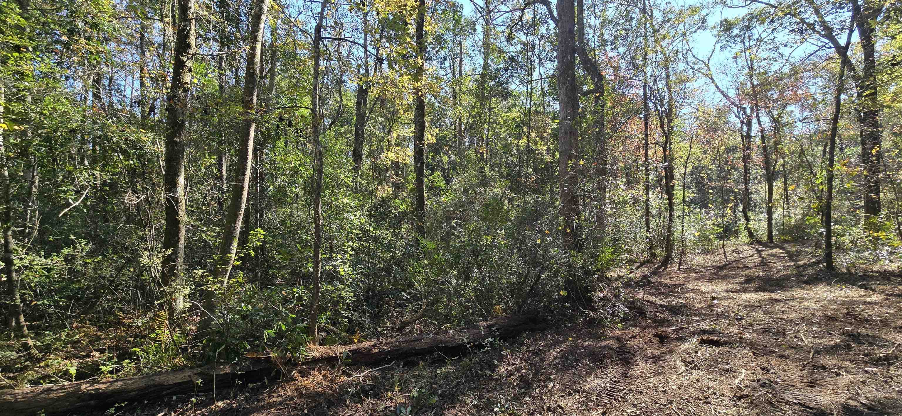 Cherokee Drive, Sopchoppy, Florida image 15