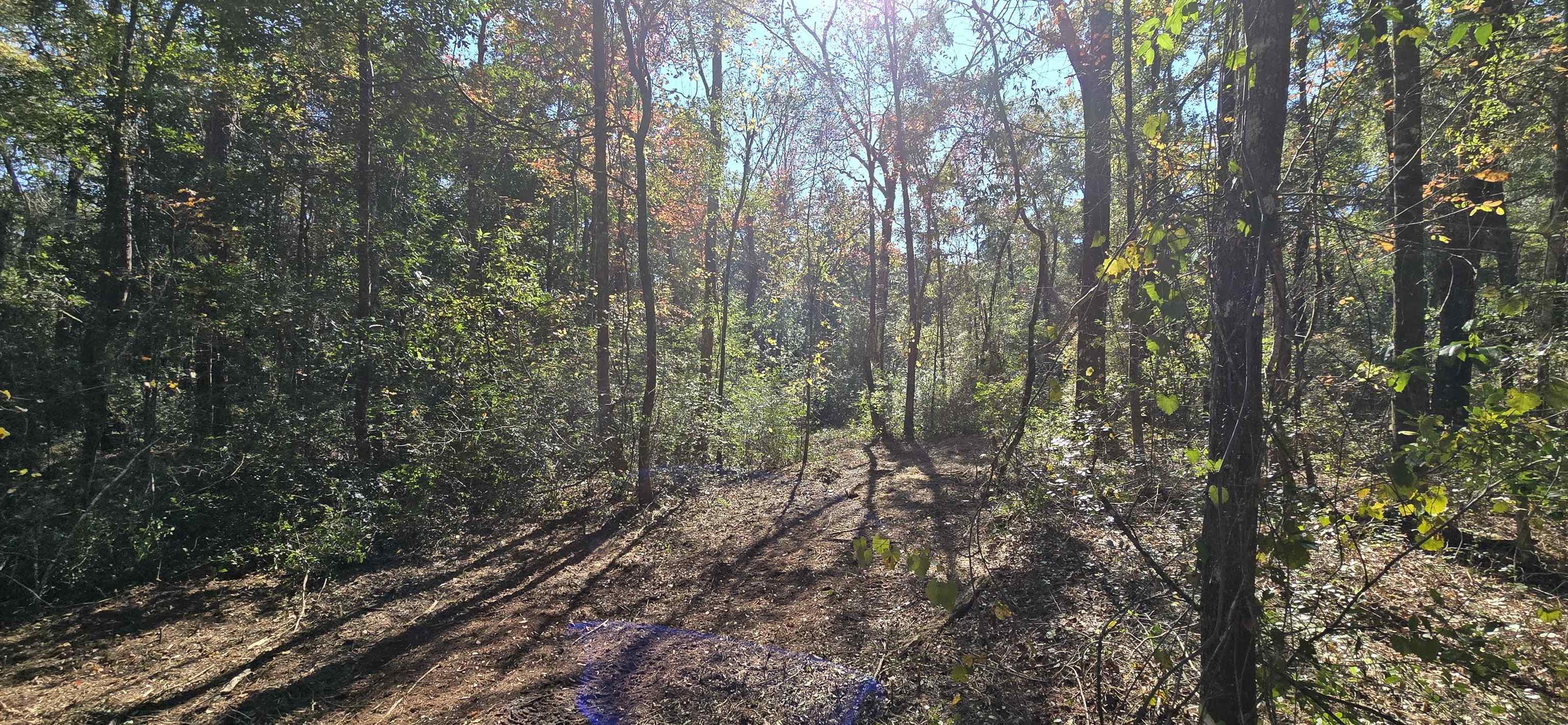 Cherokee Drive, Sopchoppy, Florida image 6