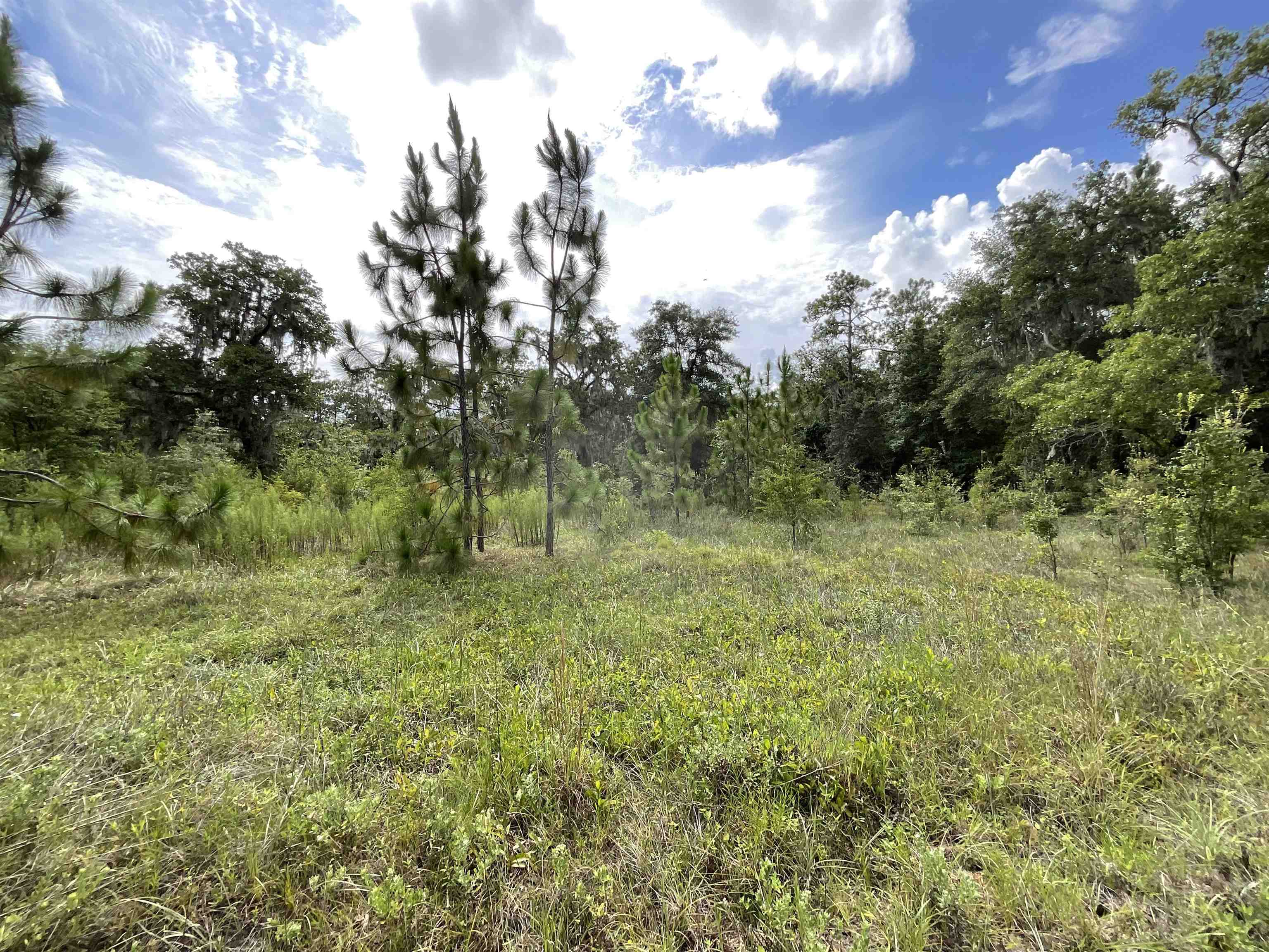 Vacant *Lot 58* NE Blackjack Loop #1, Lee, Florida image 2
