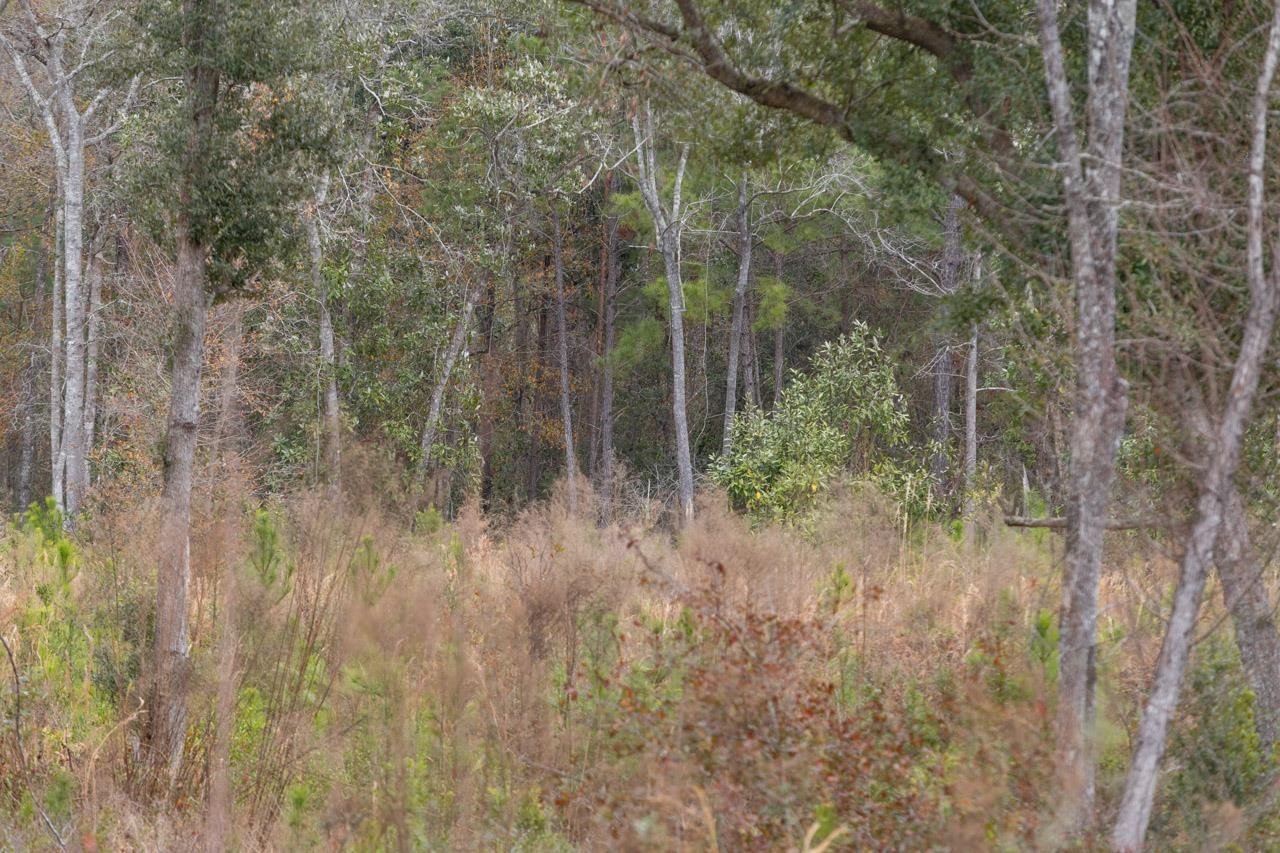 00 Cardinal Lane, Monticello, Florida image 14