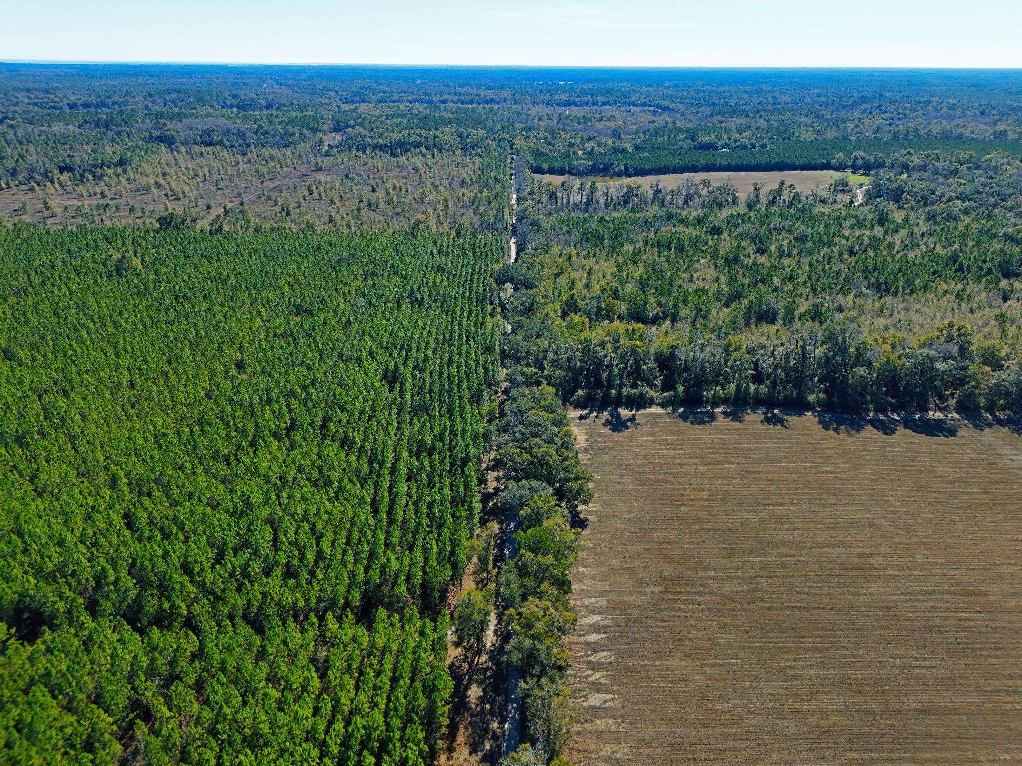 Roland Harvey Road, Crawfordville, Texas image 5