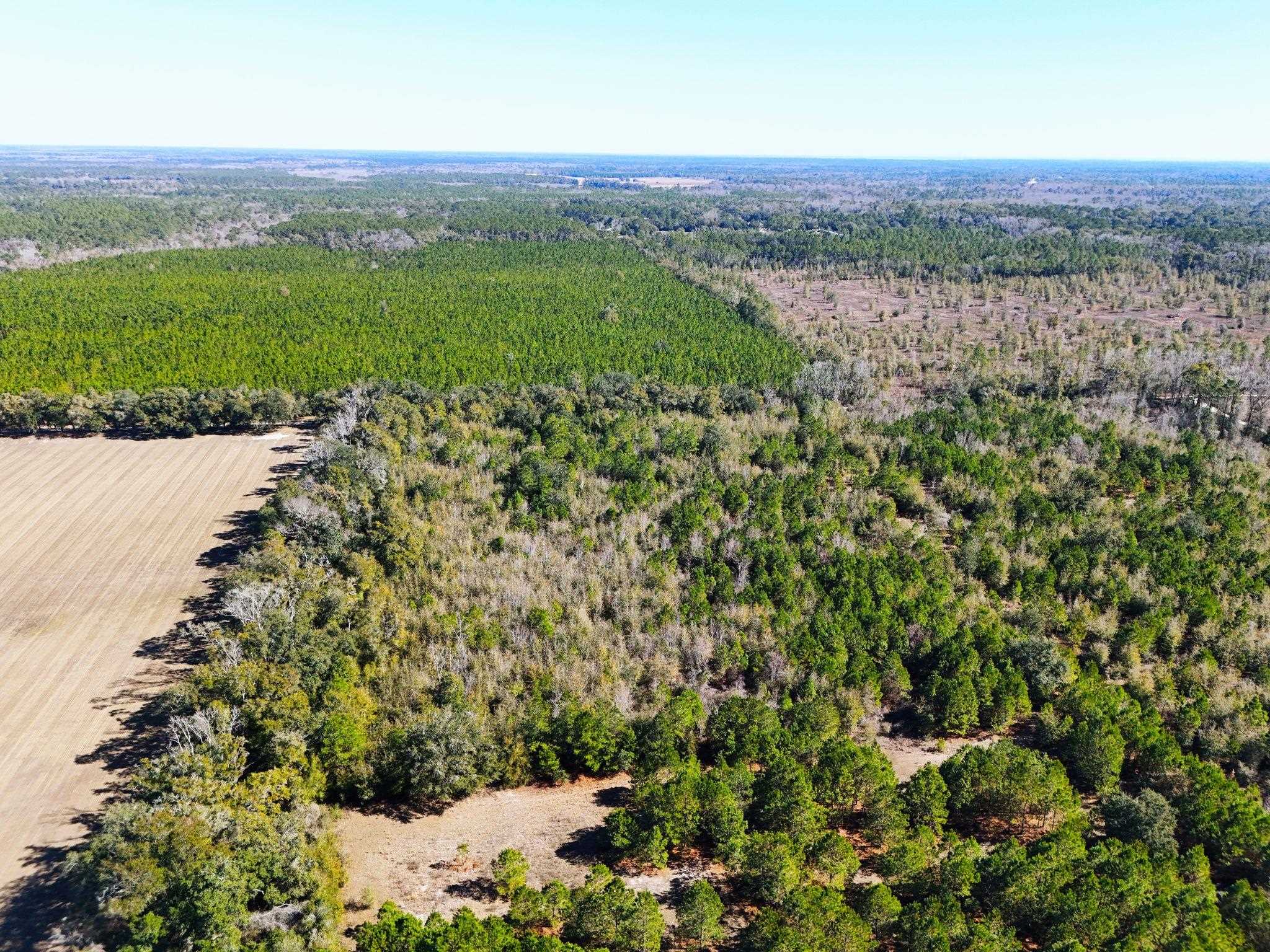 Roland Harvey Road, Crawfordville, Texas image 9