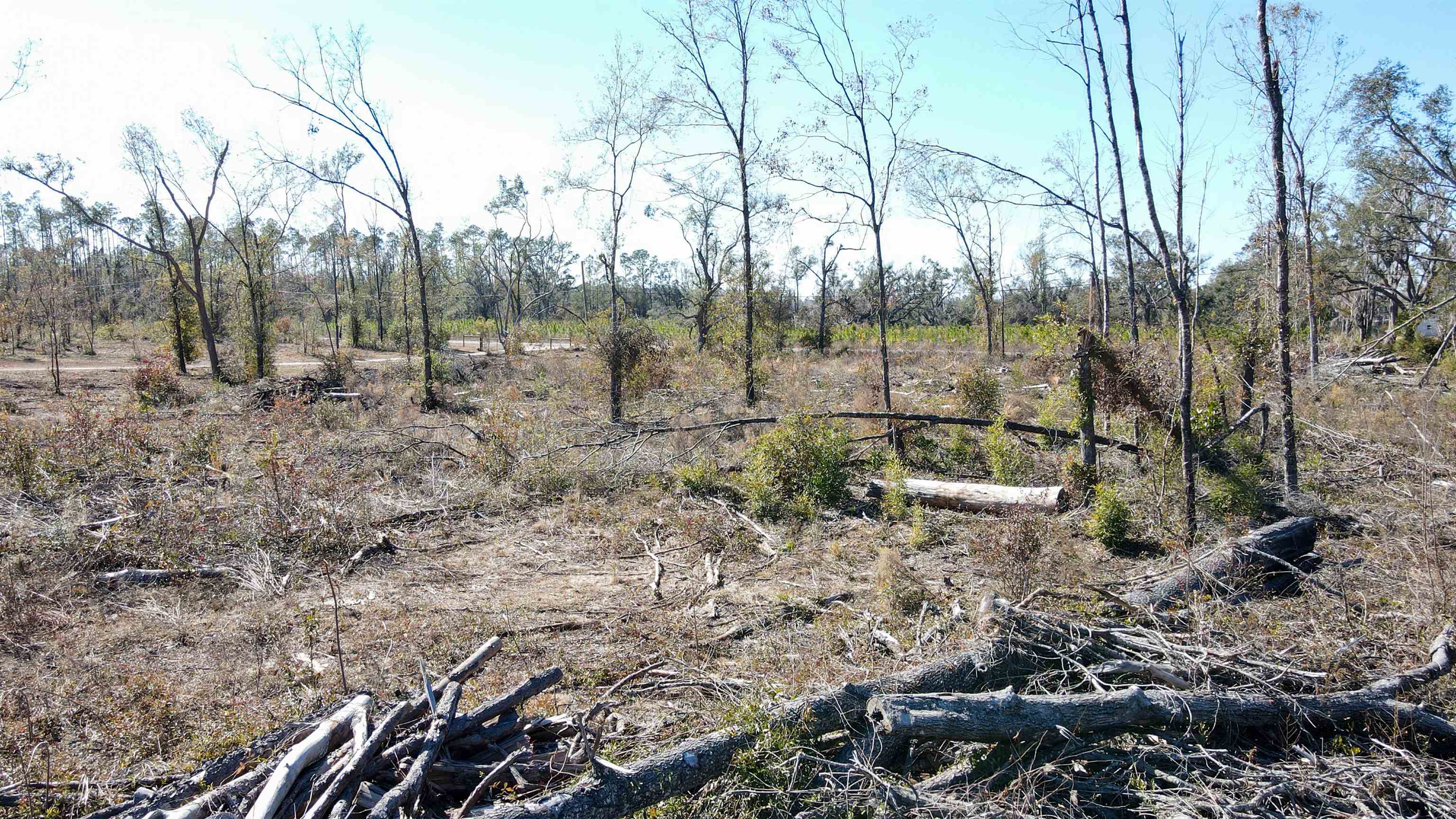 000 Pine Bluff Road, Perry, Florida image 15