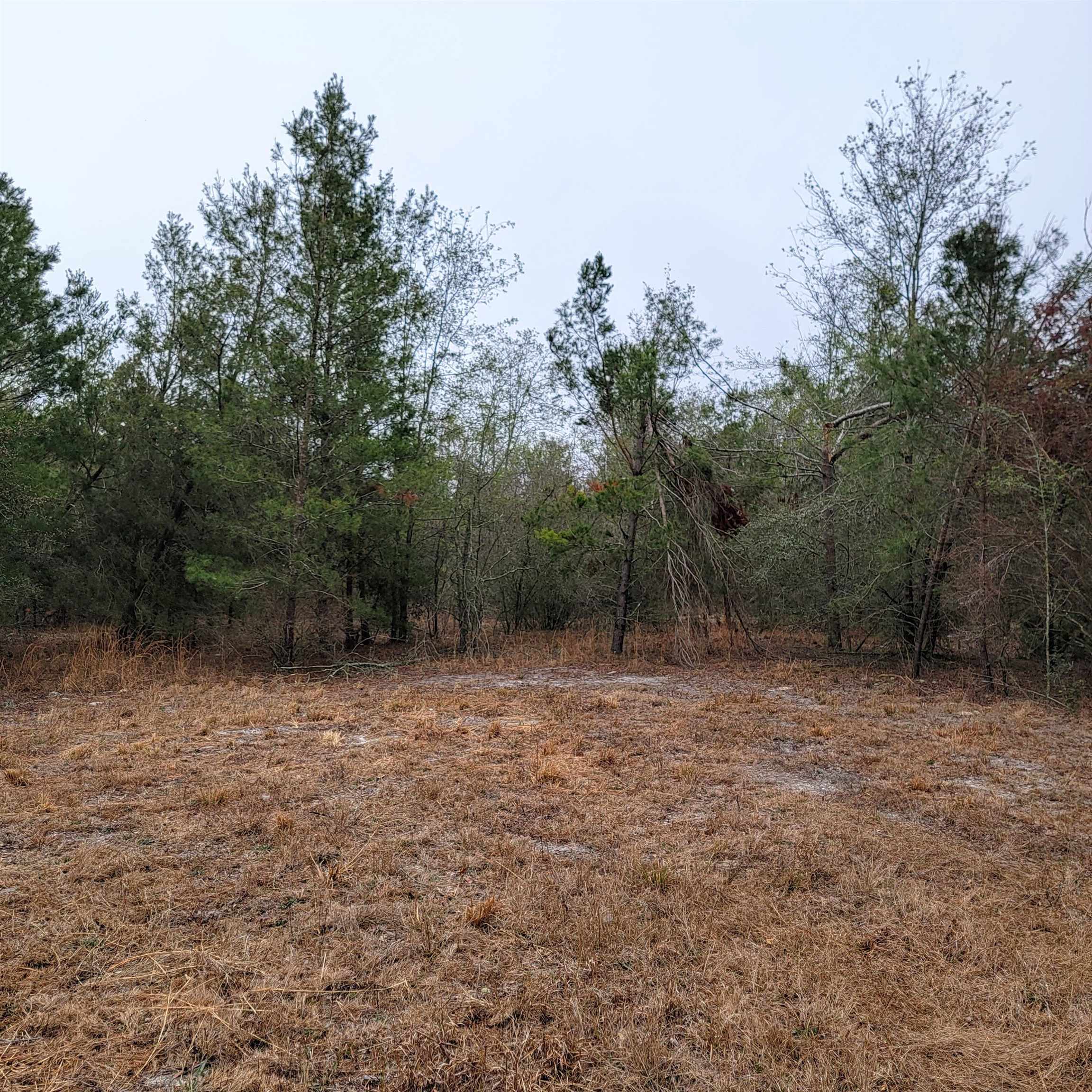 SE Parliament Trail, Lee, Florida image 14