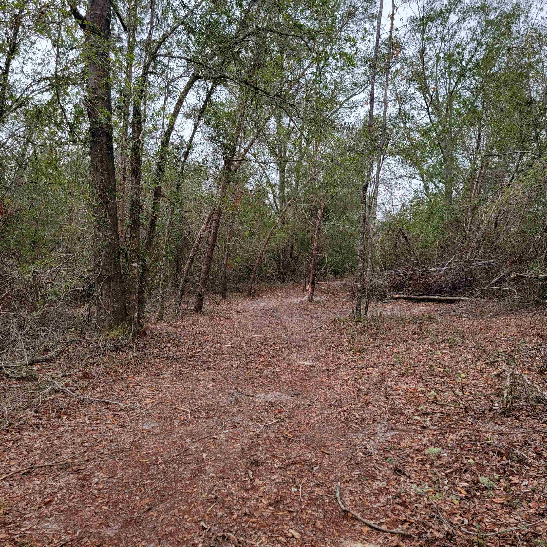 SE Parliament Trail, Lee, Florida image 17
