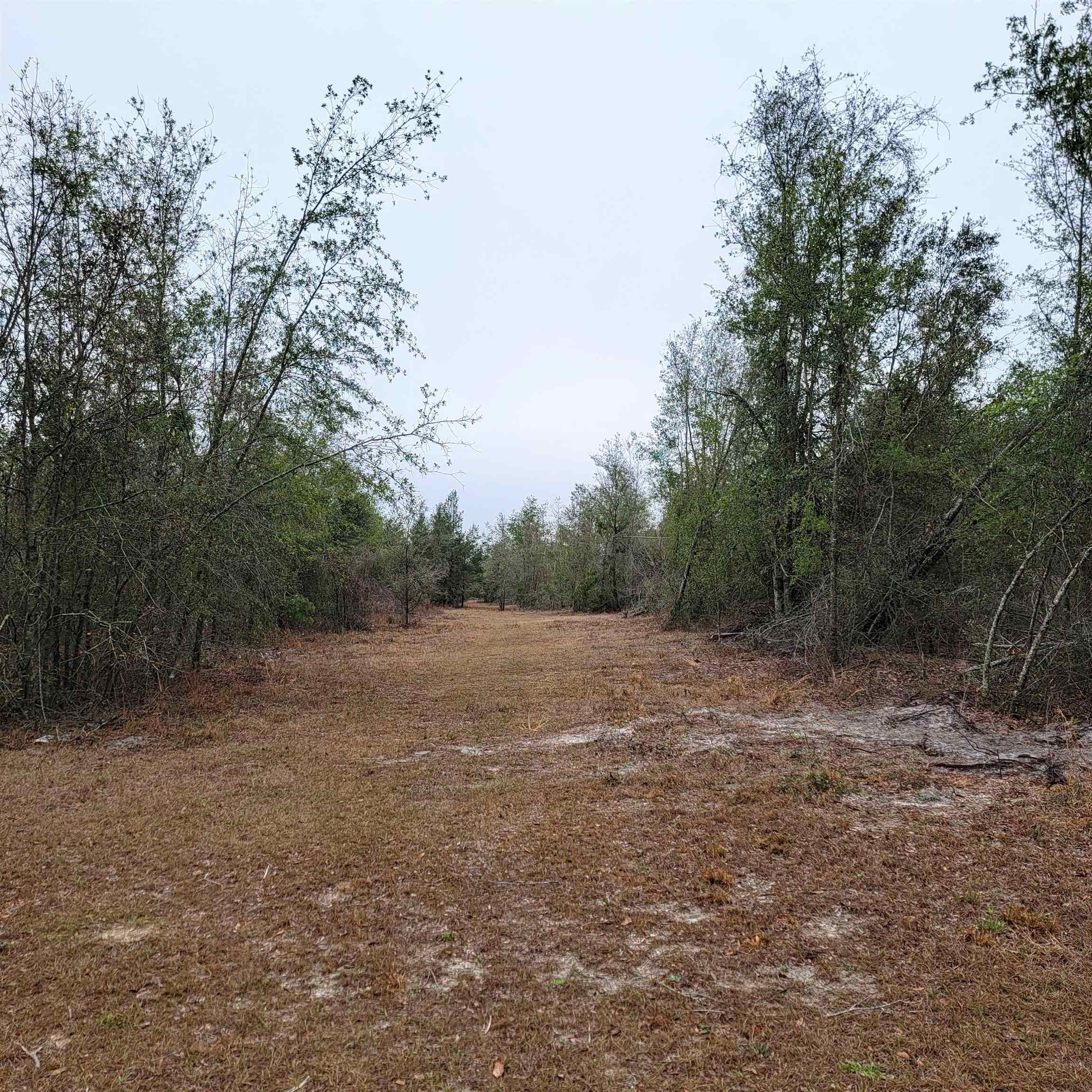 SE Parliament Trail, Lee, Florida image 5