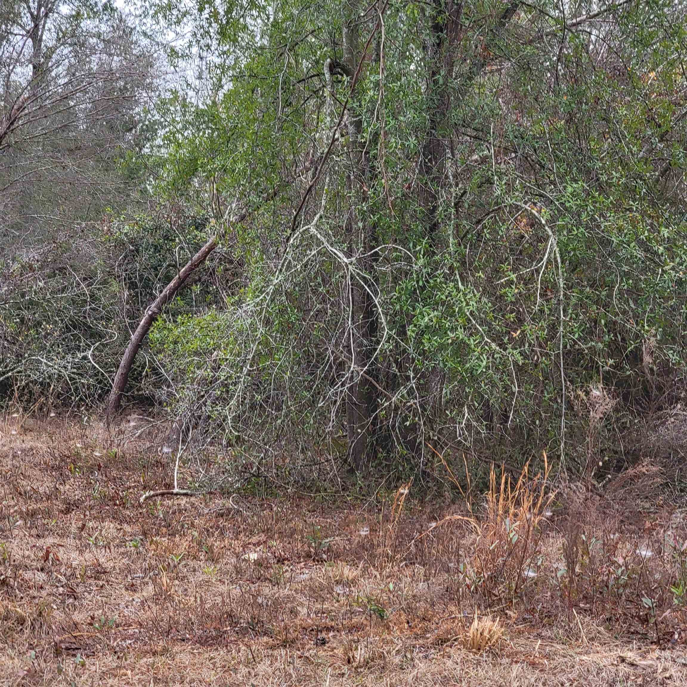 SE Parliament Trail, Lee, Florida image 6