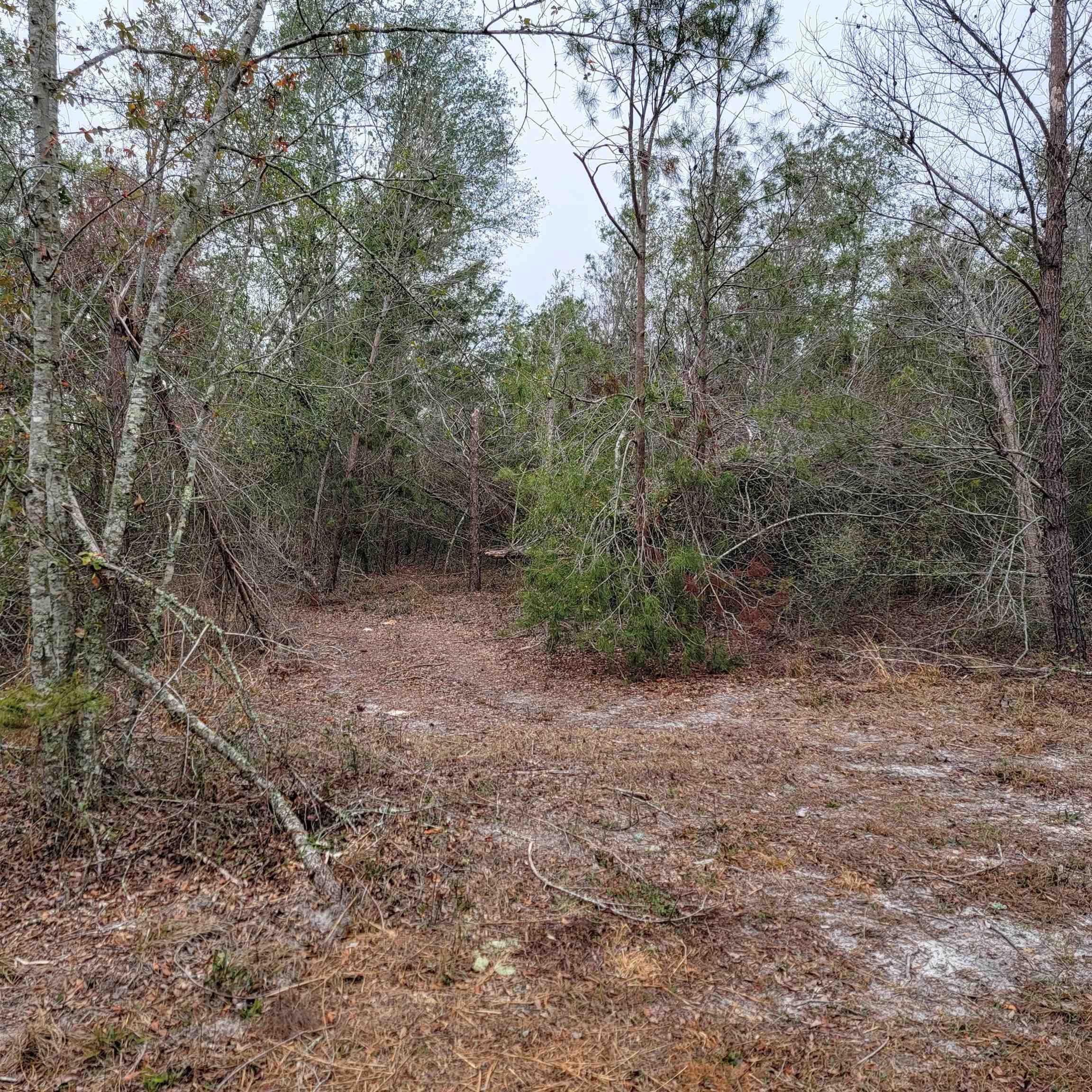 SE Parliament Trail, Lee, Florida image 9