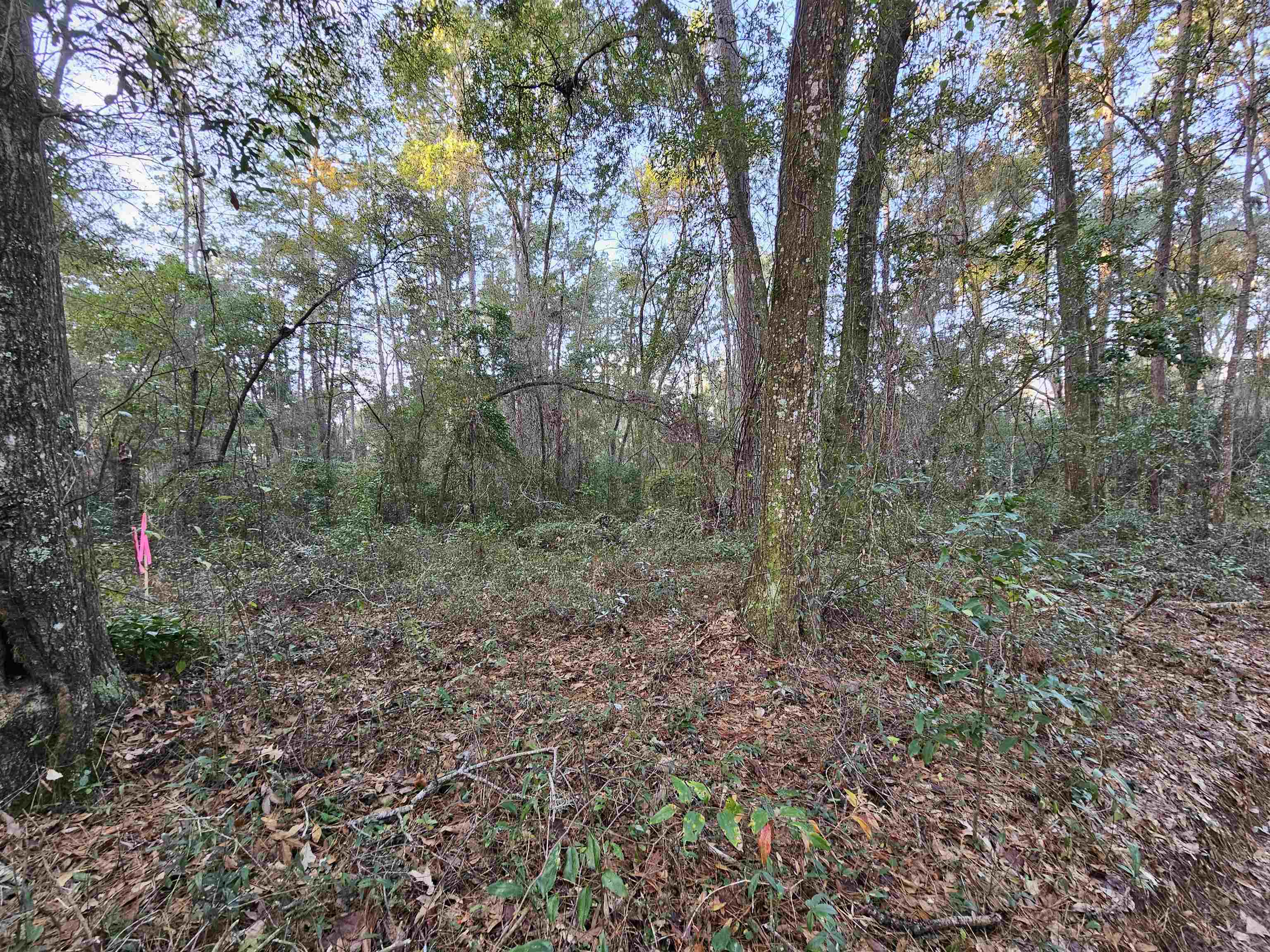 James Duhard Way, Tallahassee, Florida image 3
