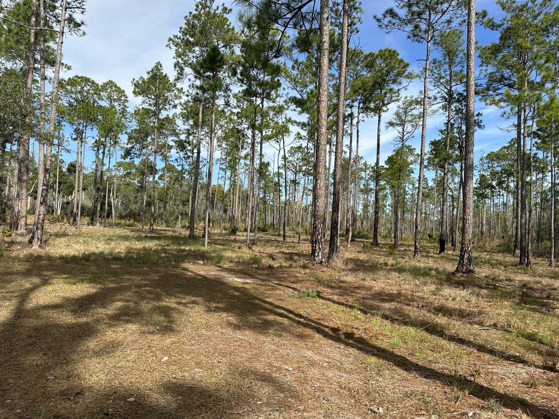 136 Pamela Place, Sopchoppy, Florida image 7