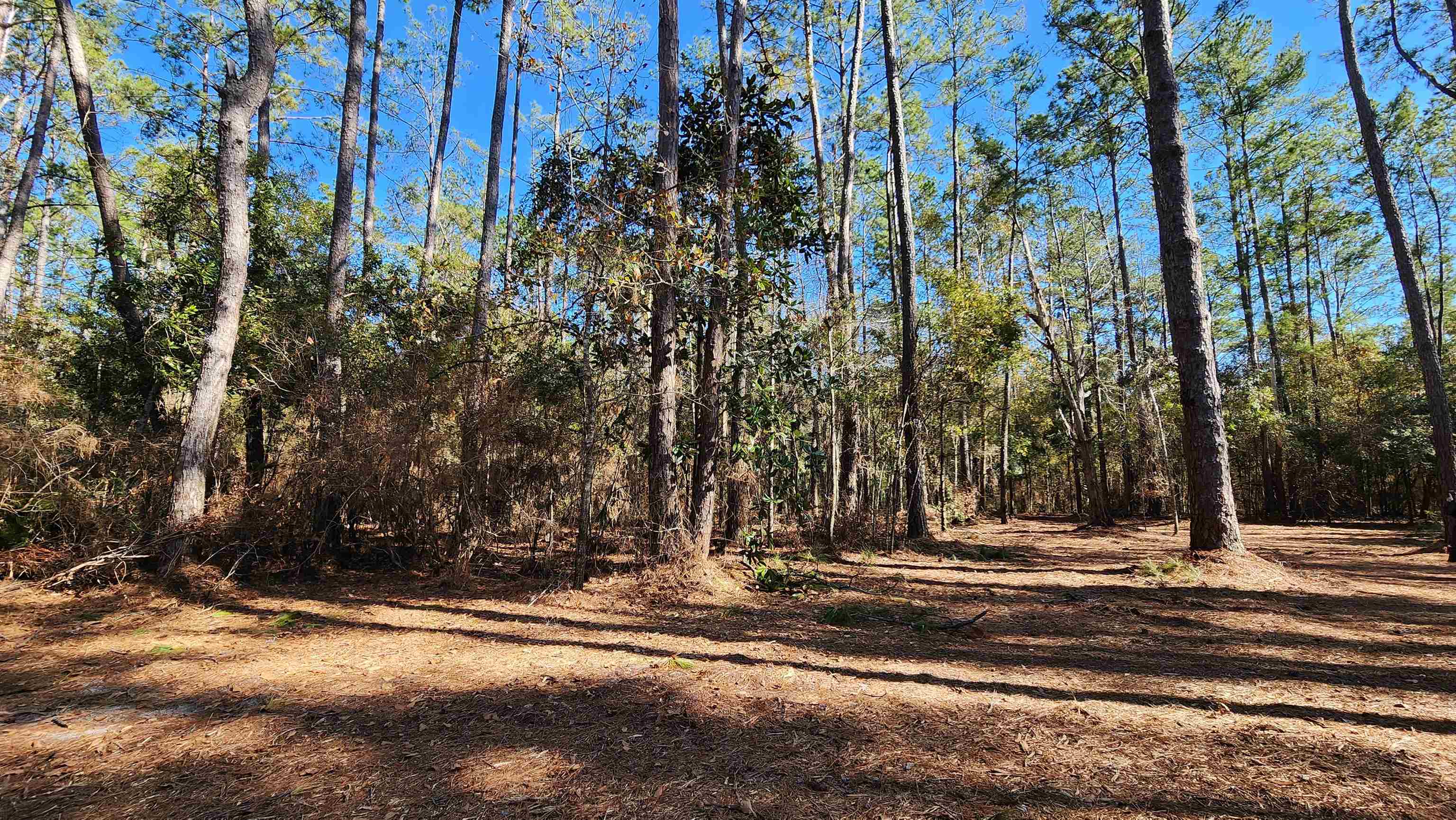 Xxx Cherokee Drive, Sopchoppy, Florida image 1