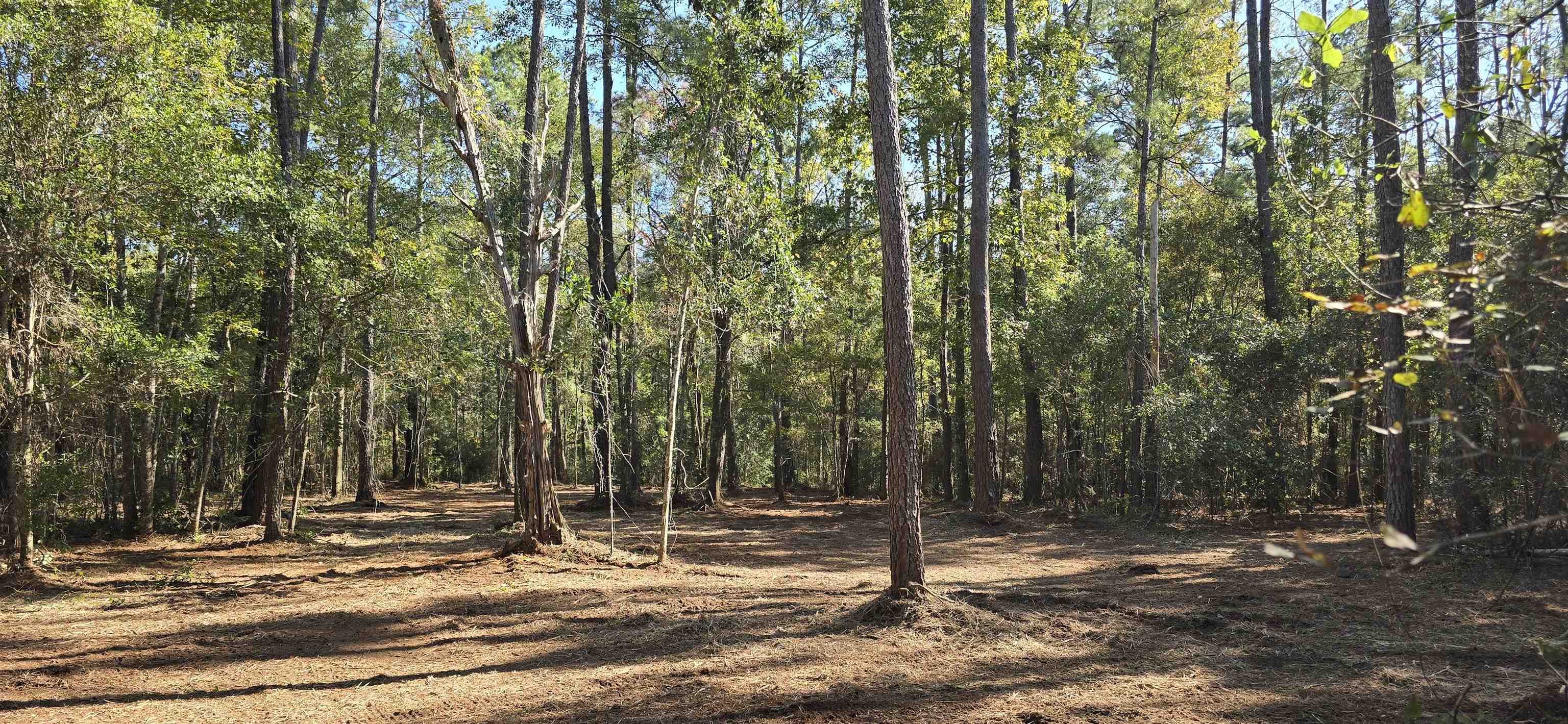 Xxx Cherokee Drive, Sopchoppy, Florida image 10