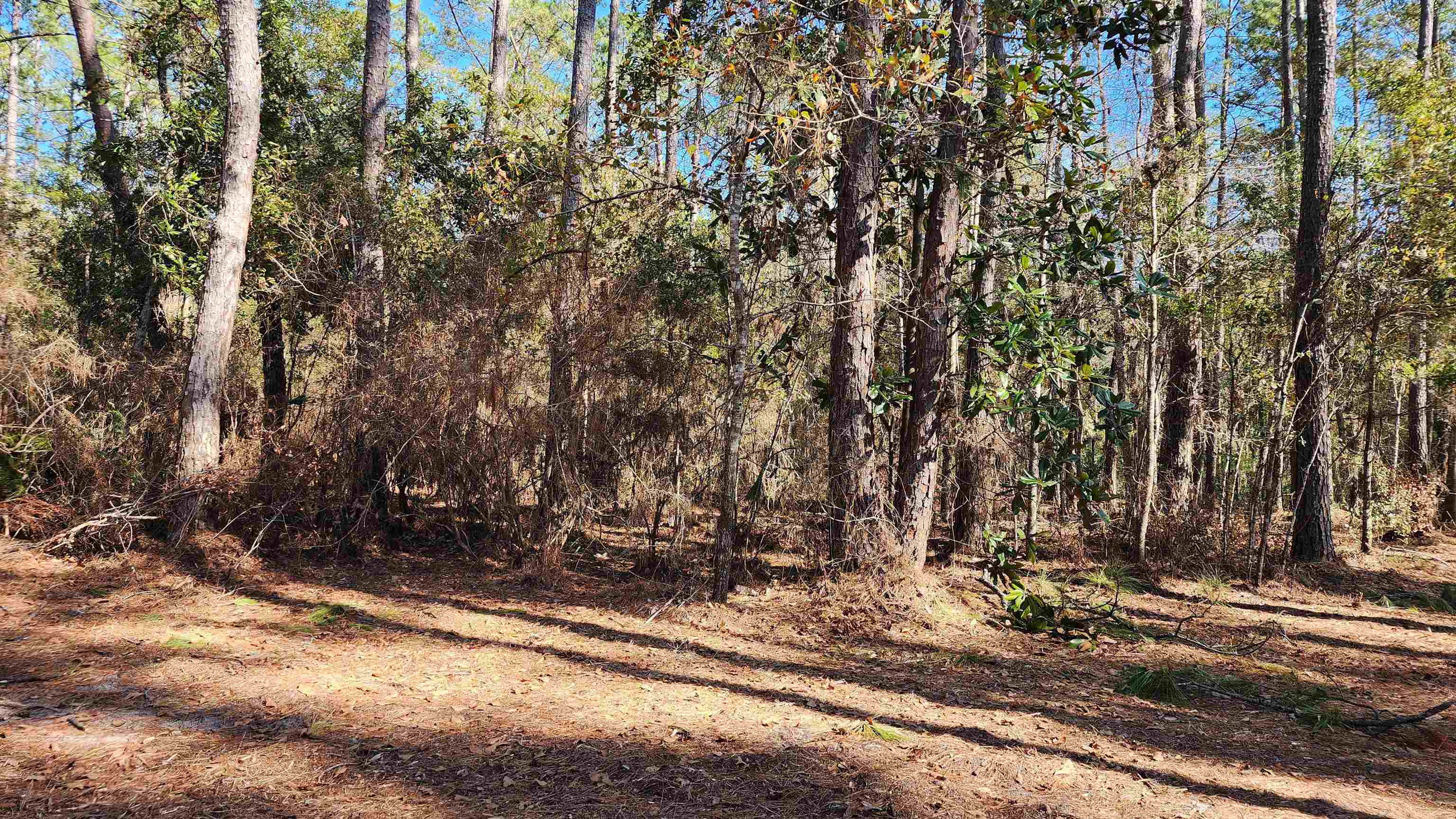 Xxx Cherokee Drive, Sopchoppy, Florida image 3