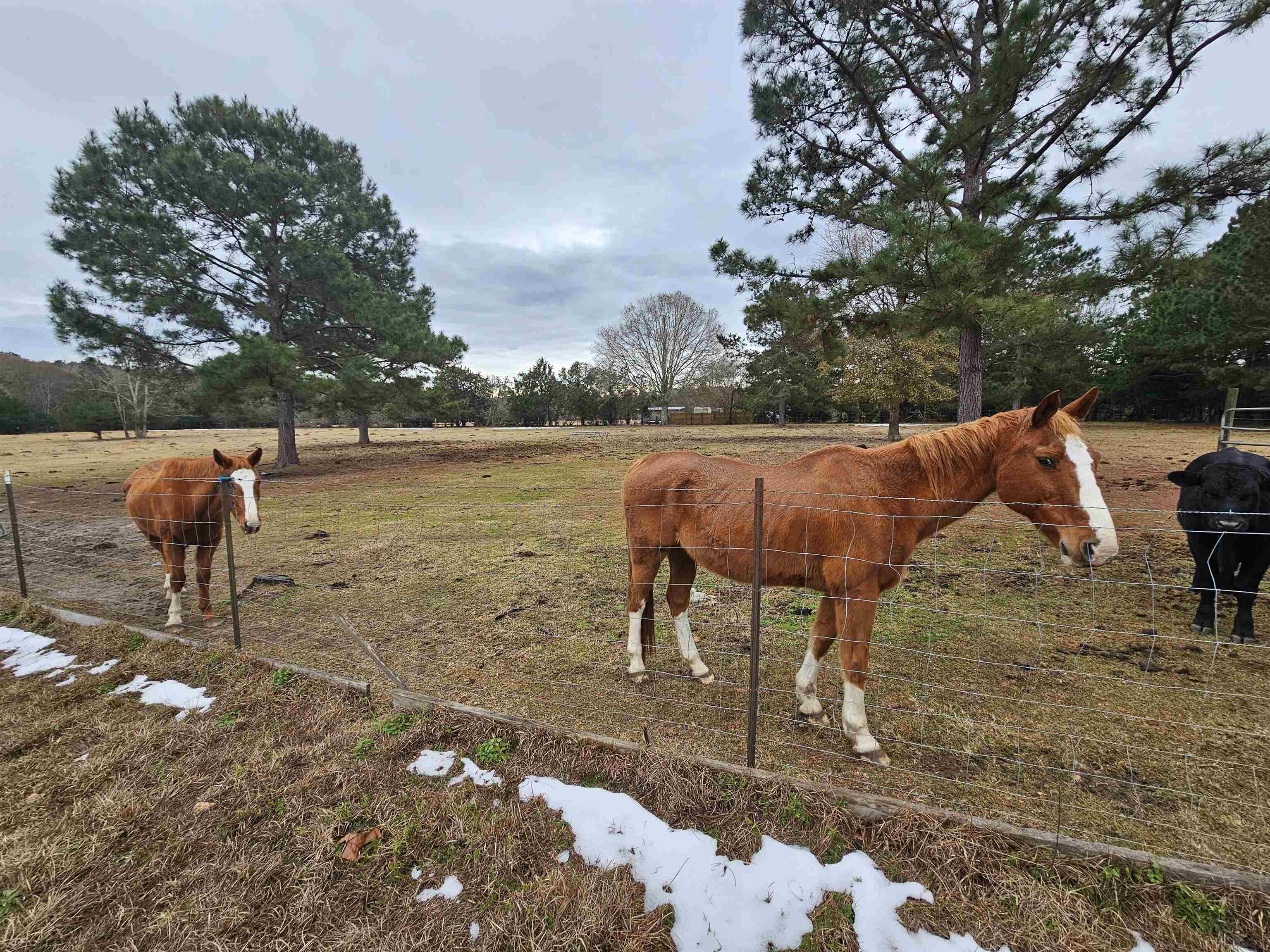 923 Ames Barineau Road, Havana, Texas image 4