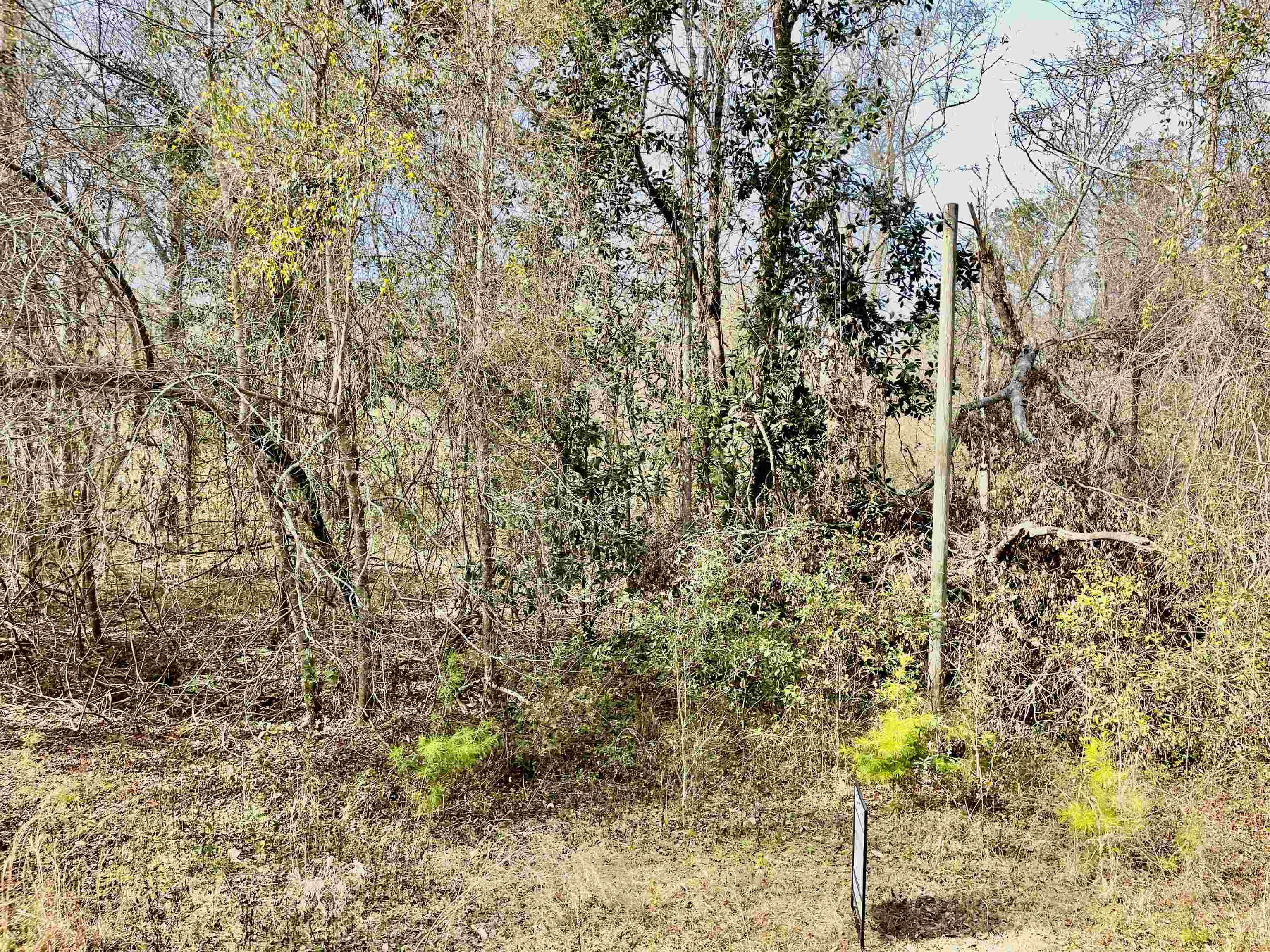 TBD Aucilla Plantation Court, Greenville, Florida image 7