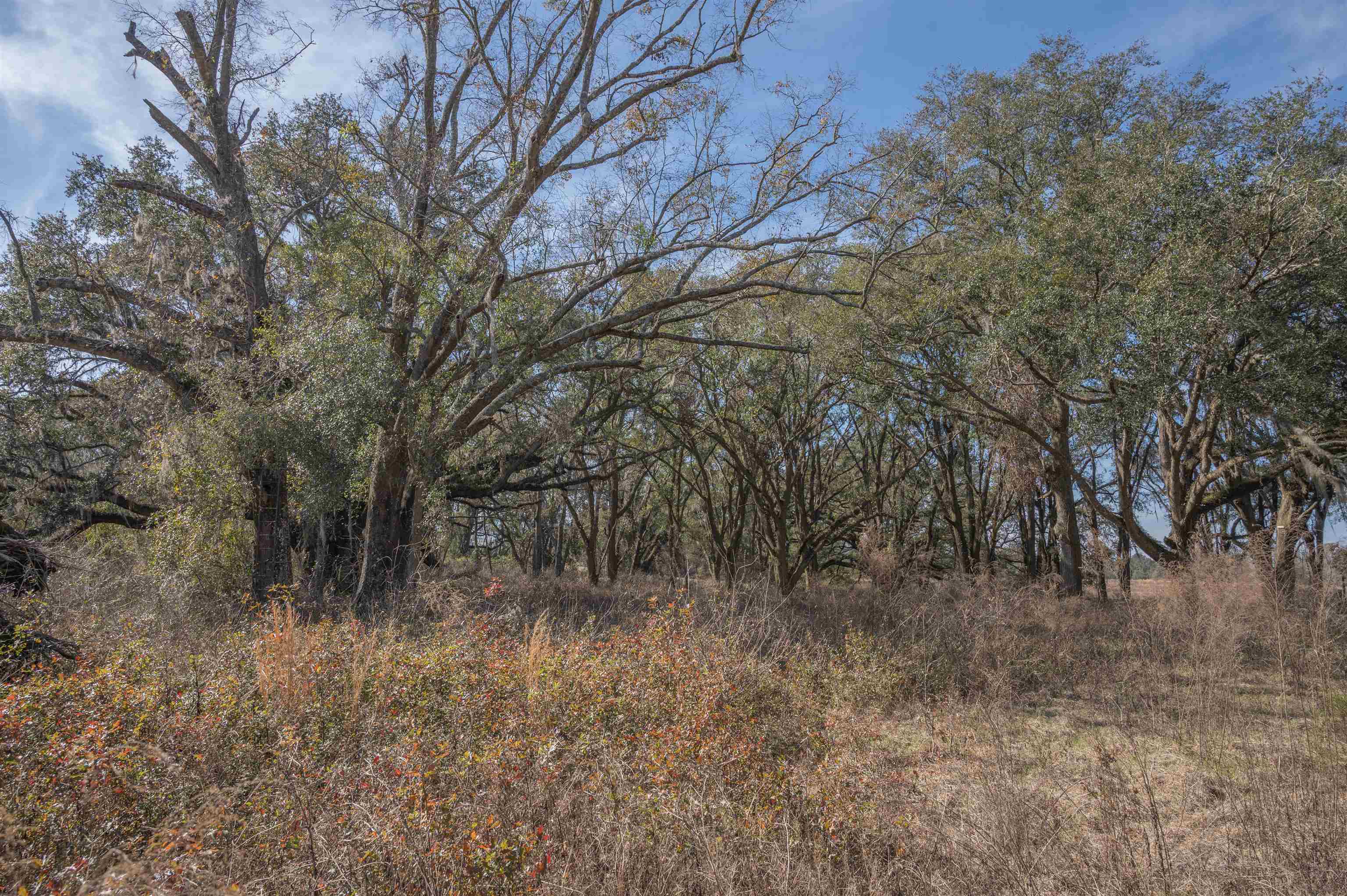 Vacant Hartsfield Road, Monticello, Florida image 12