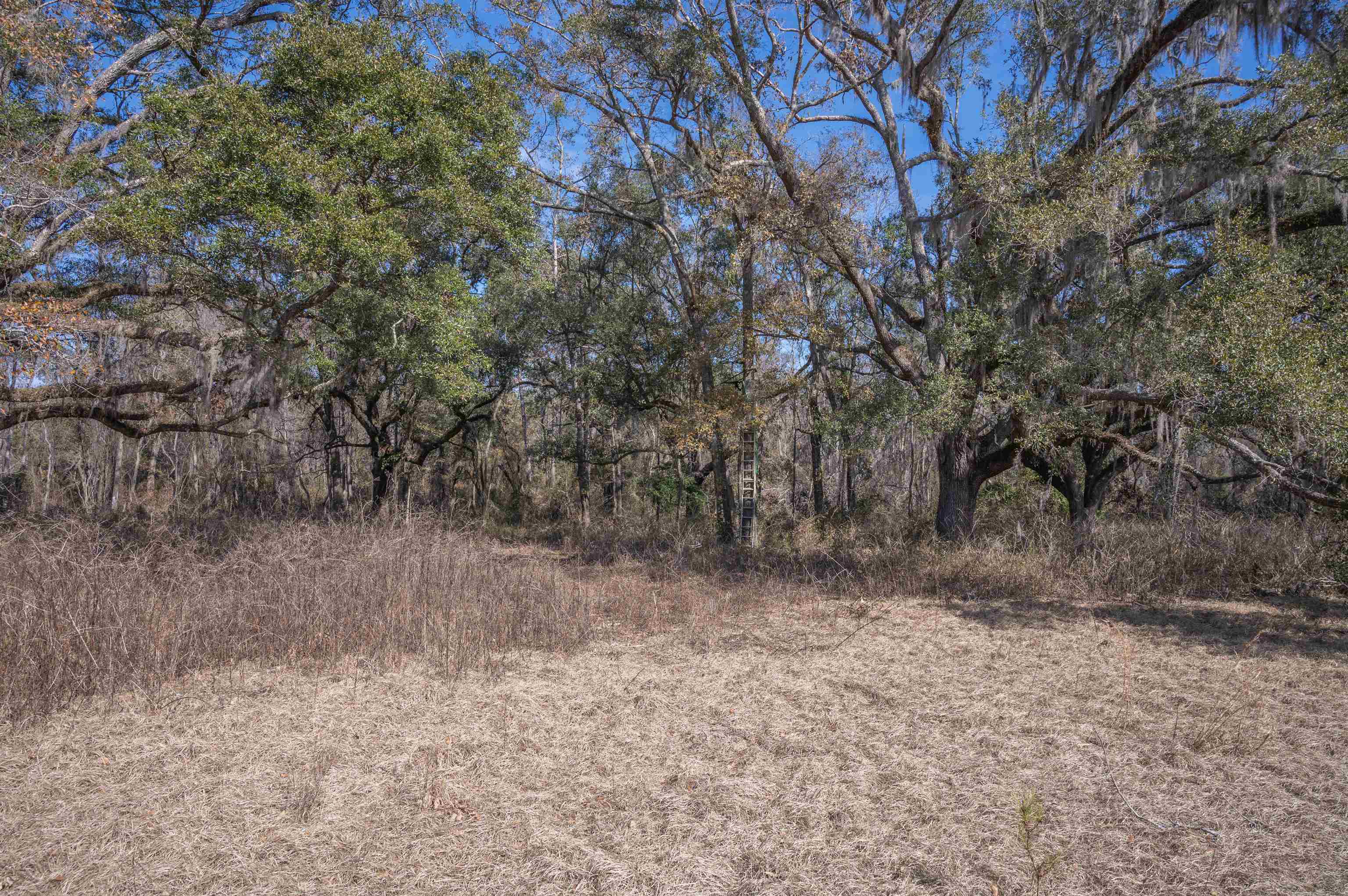 Vacant Hartsfield Road, Monticello, Florida image 13