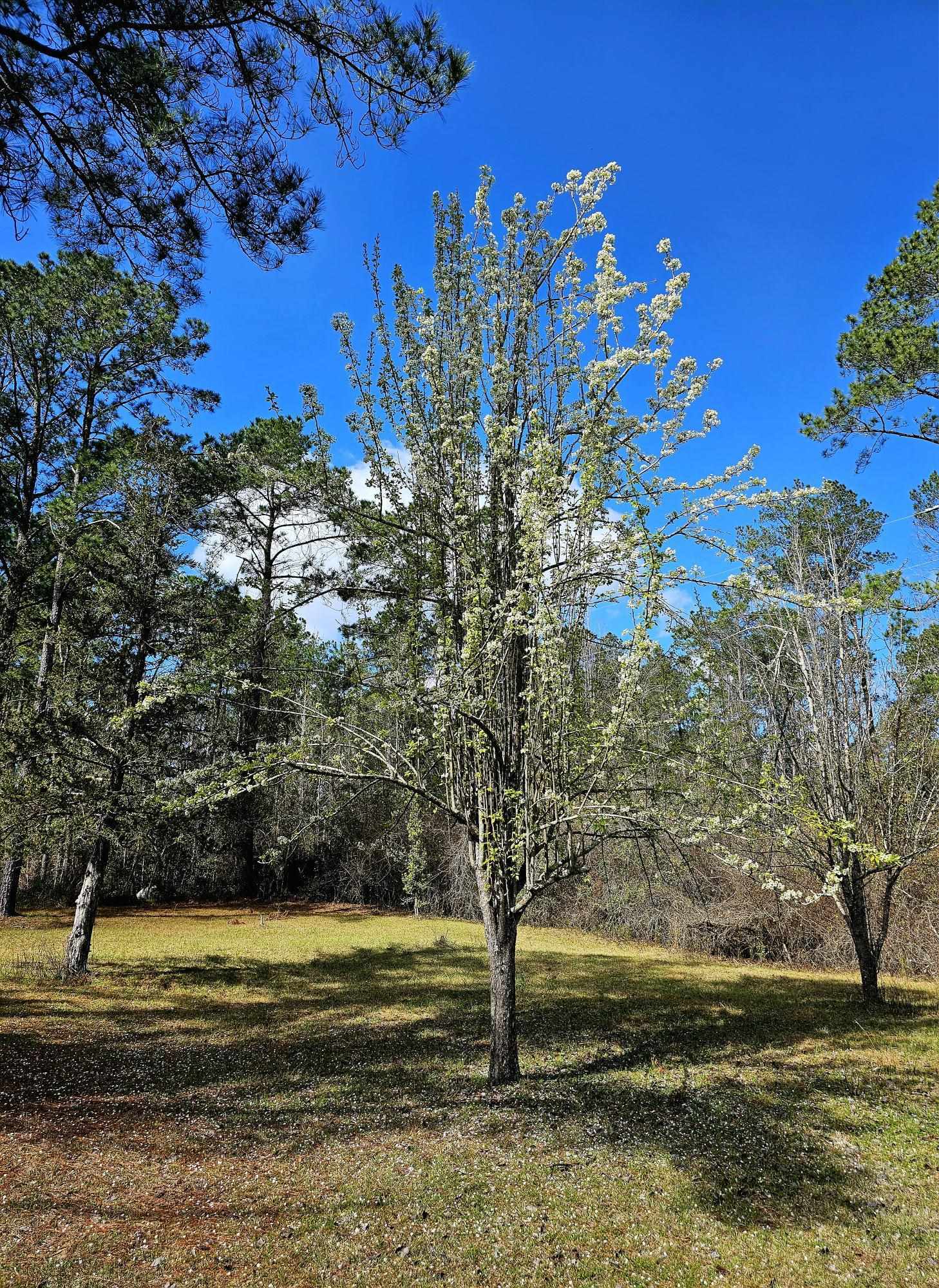 238 Winding Creek Lane, Quincy, Florida image 7