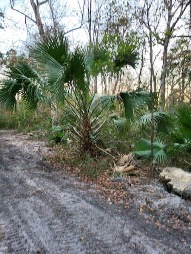 XX River Plantation Road, Crawfordville, Florida image 4