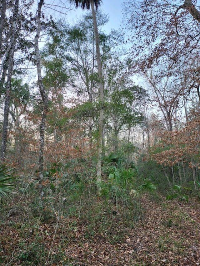 XX River Plantation Road, Crawfordville, Florida image 6