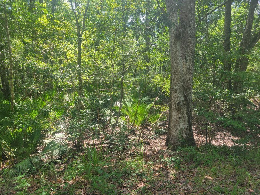 Shoal Creek Drive, Tallahassee, Florida image 1