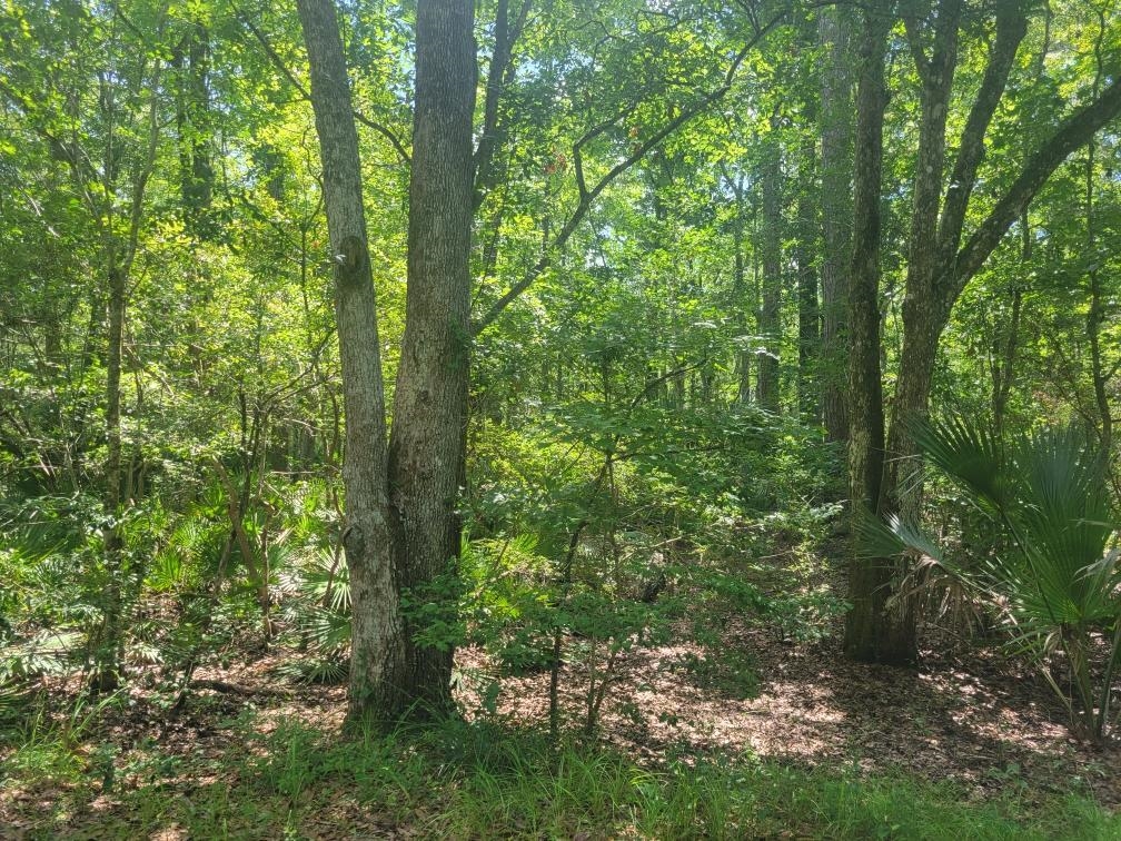 Shoal Creek Drive, Tallahassee, Florida image 2