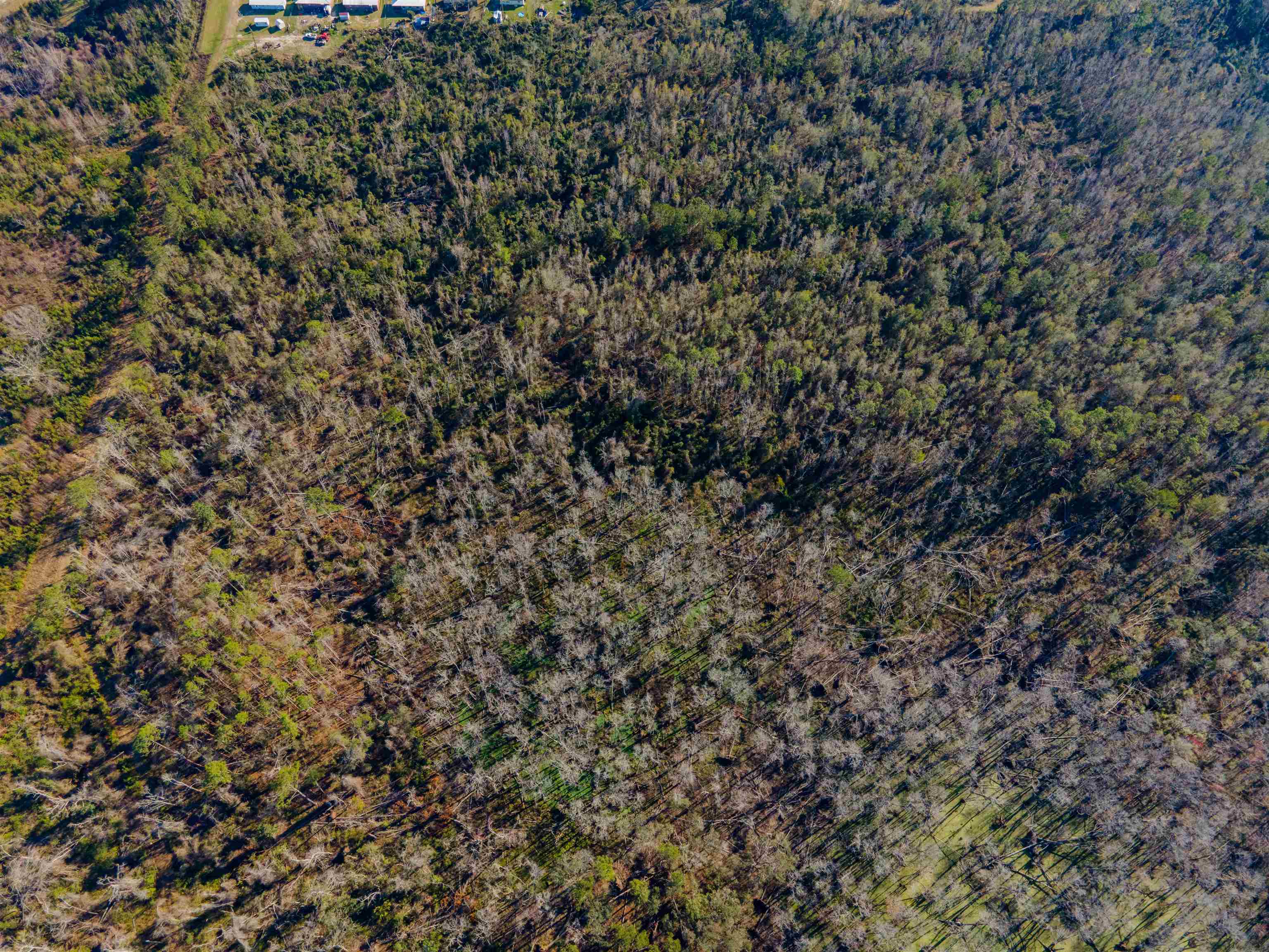 Vacant SE Jeanette Circle, Madison, Florida image 6