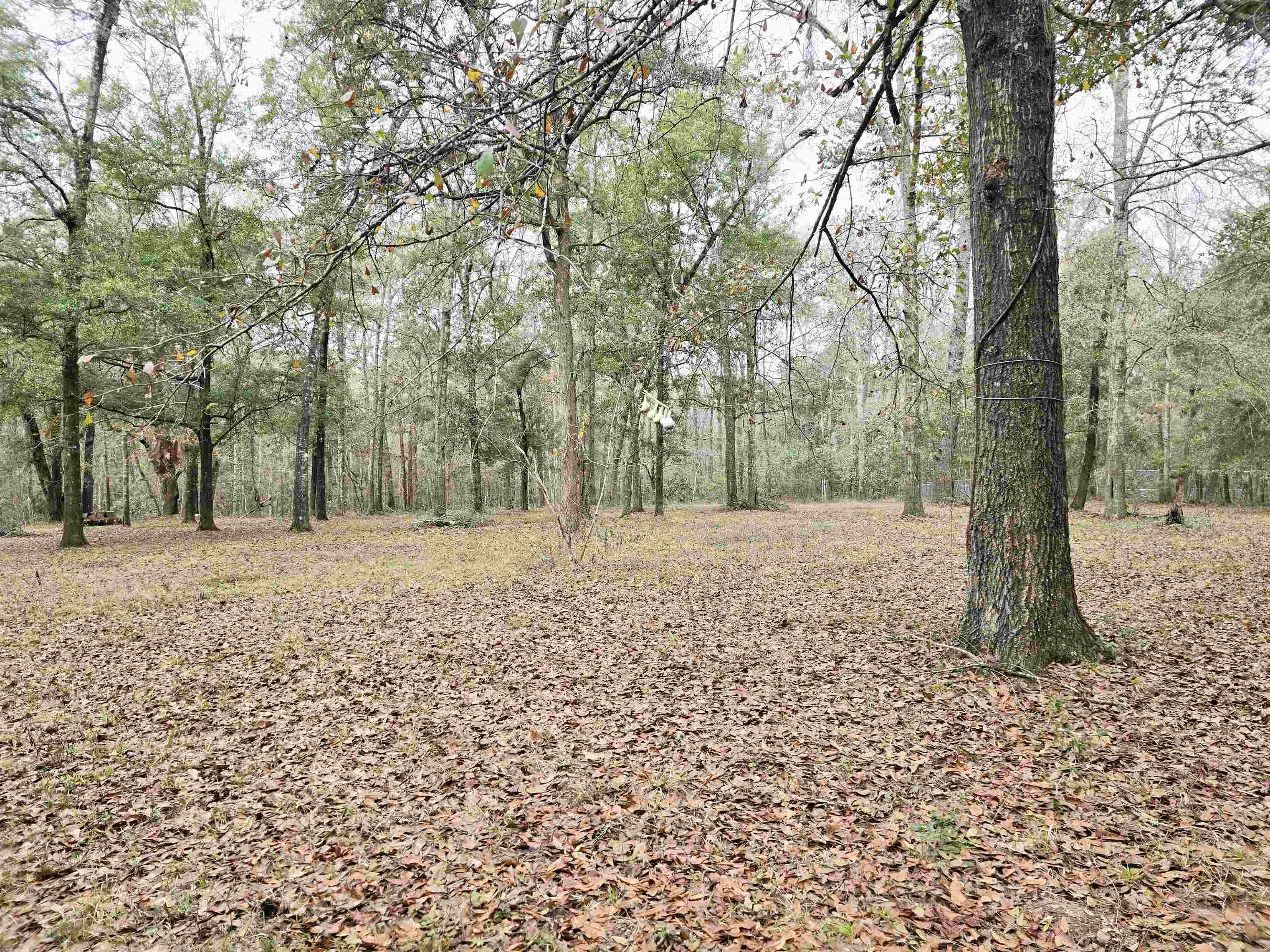 370 Mathis Drive, Havana, Florida image 4