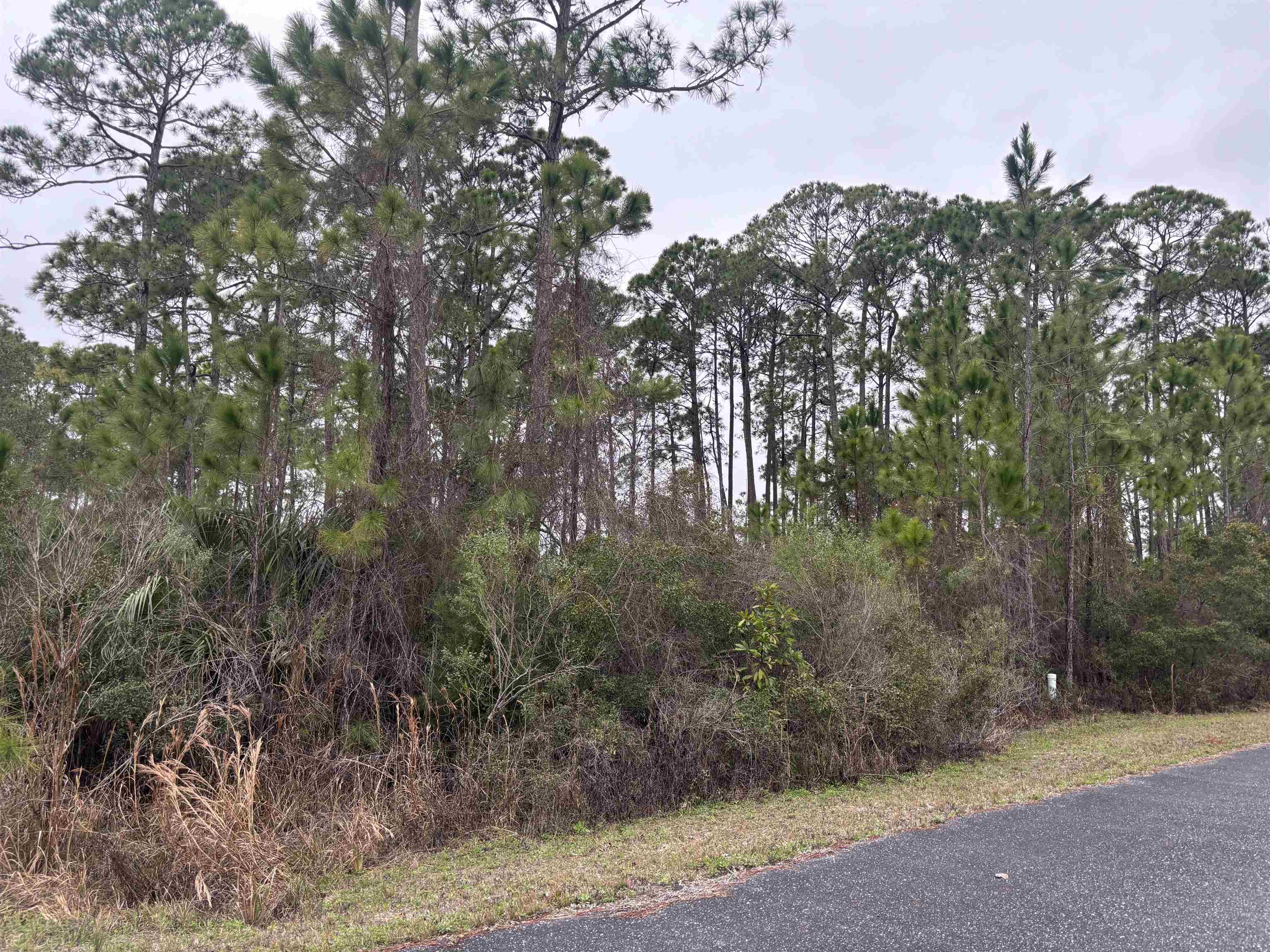Lot 42 Wilderness Way, Panacea, Florida image 1
