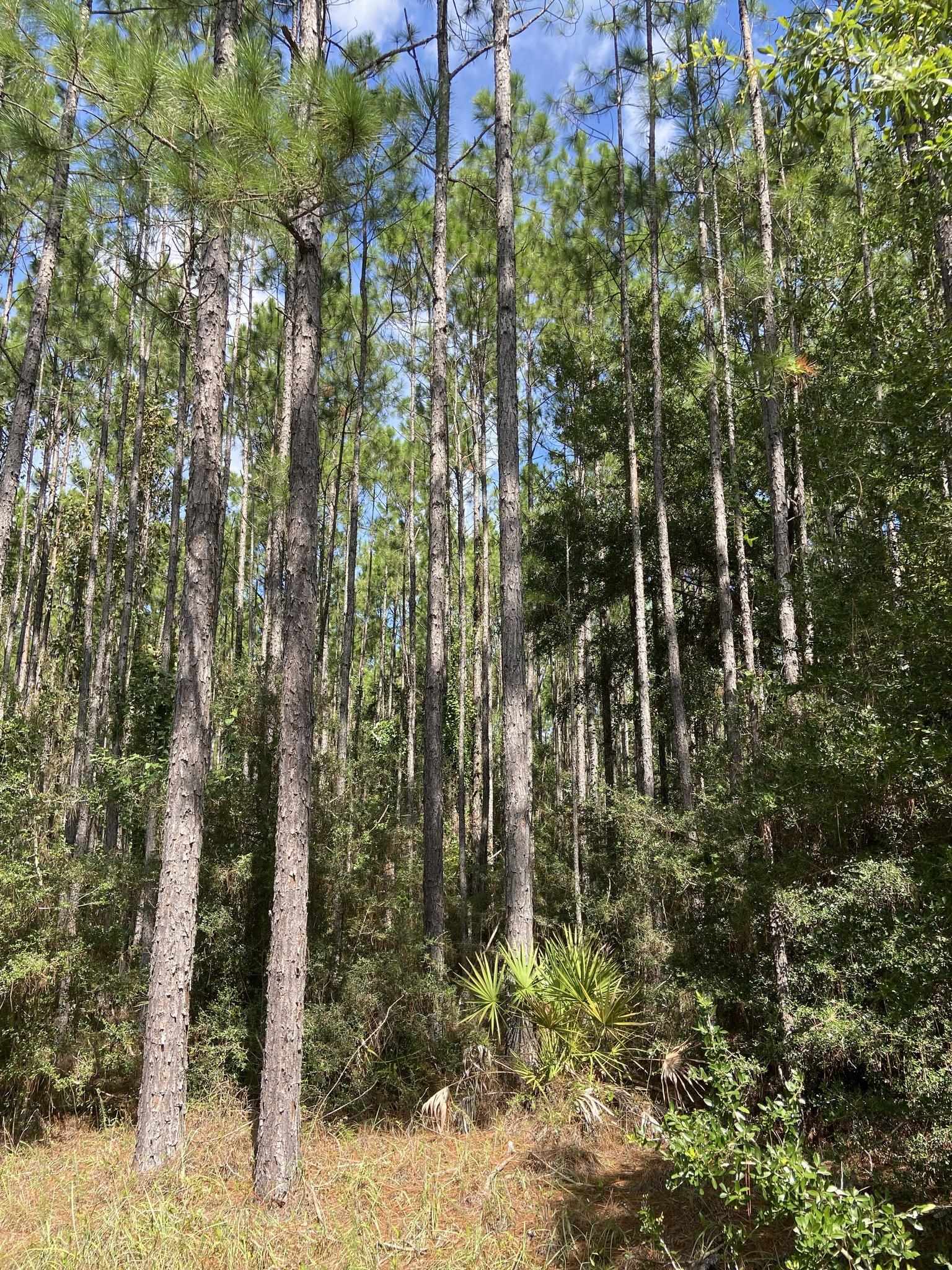 12H Hidden Horse Way, Tallahassee, Florida image 2