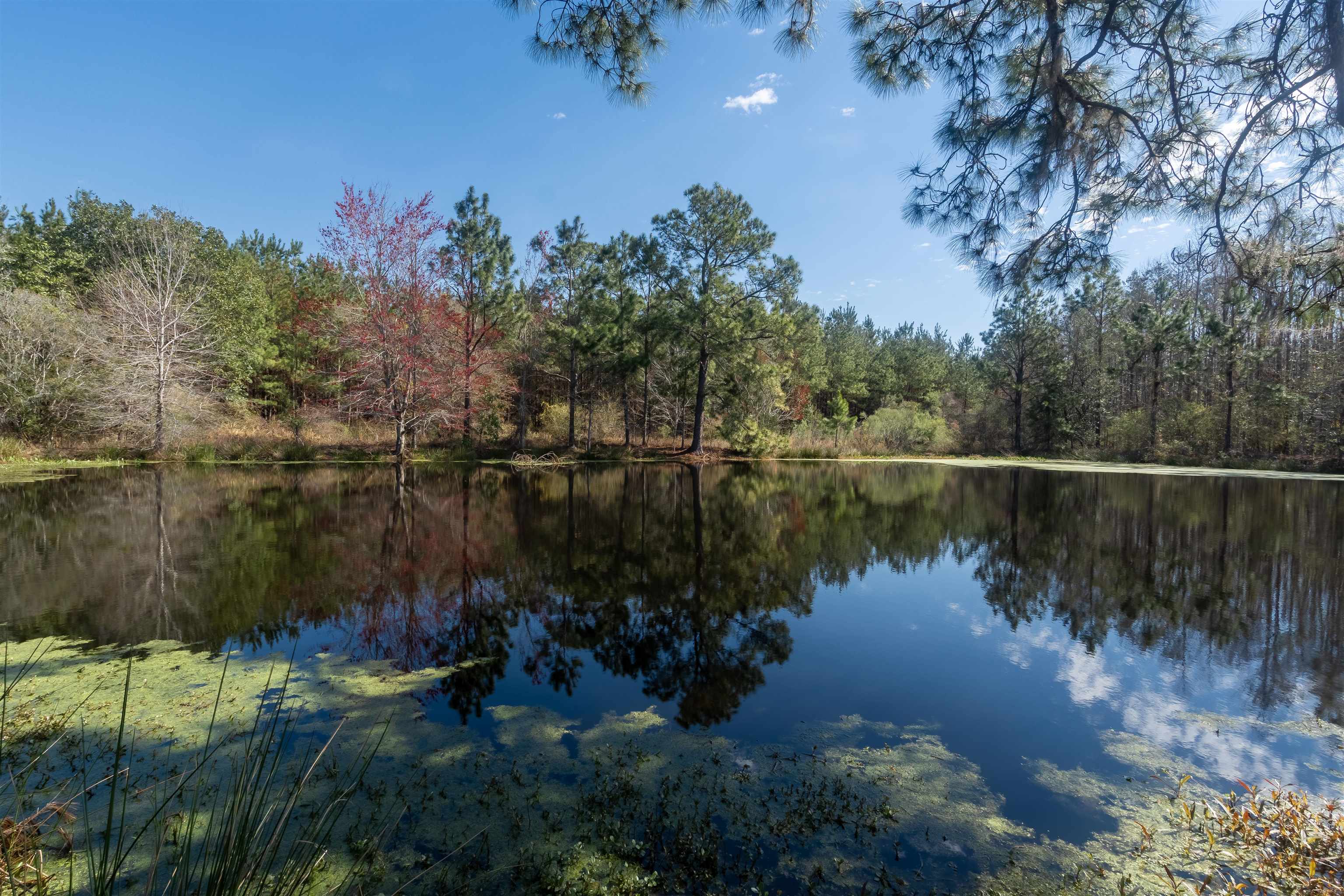 740 Kinsey Road, Monticello, Florida image 28