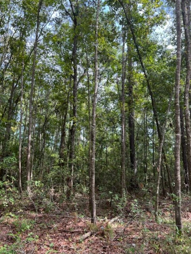 98 Cox Road, Monticello, Florida image 11
