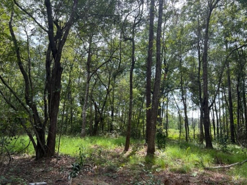 98 Cox Road, Monticello, Florida image 5