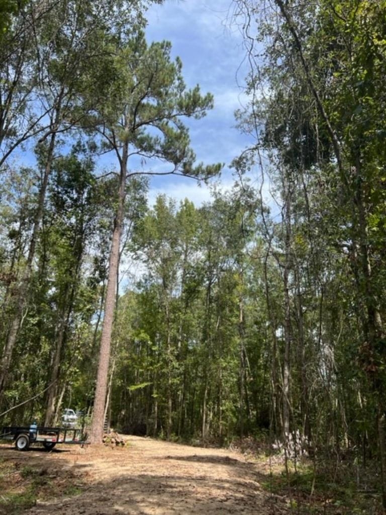 98 Cox Road, Monticello, Florida image 7