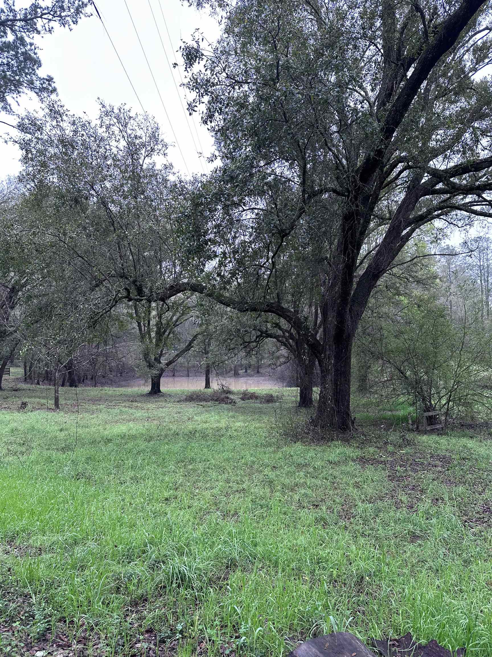 Conestoga Avenue, Tallahassee, Florida image 4