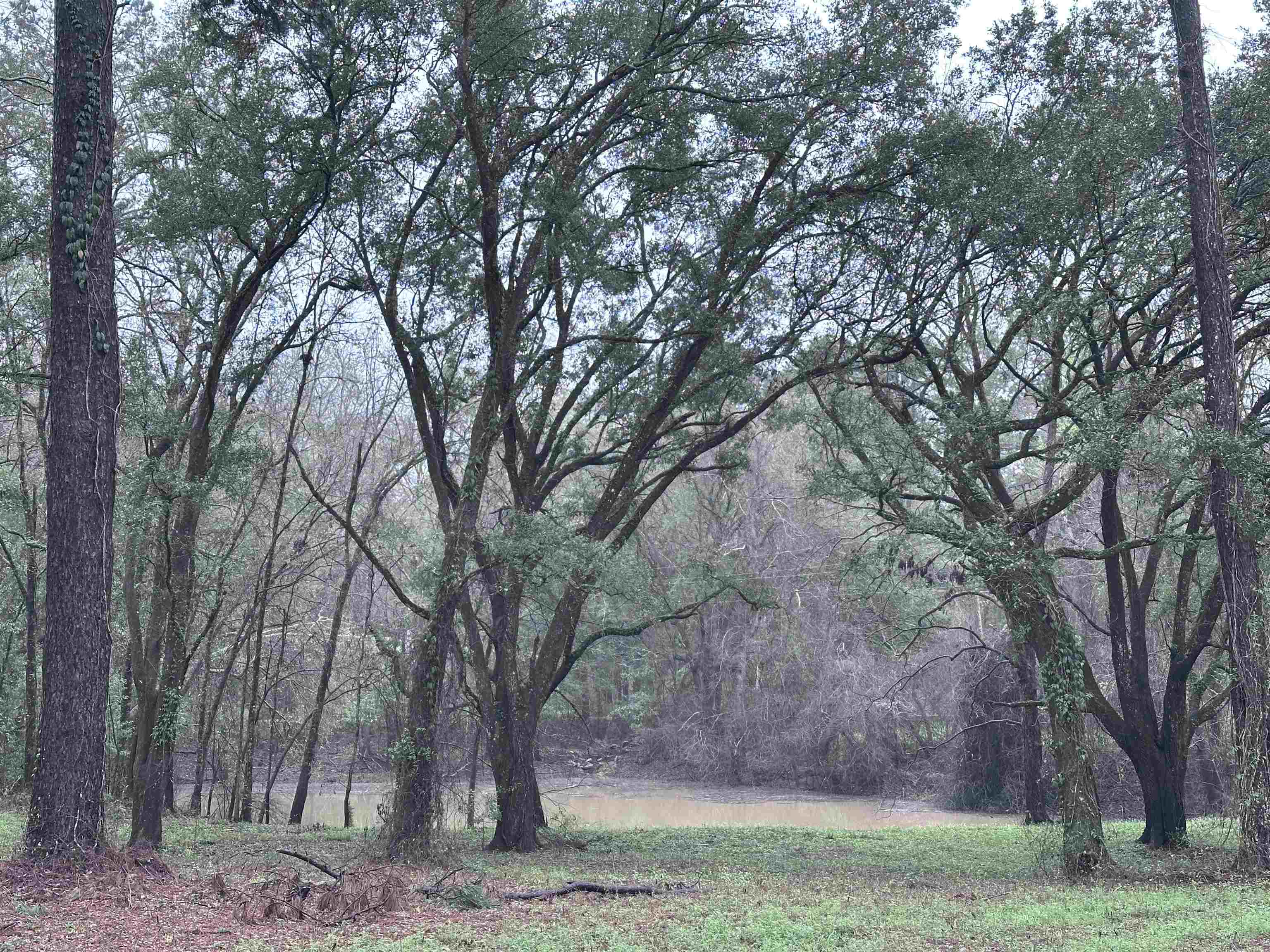 Conestoga Avenue, Tallahassee, Florida image 5