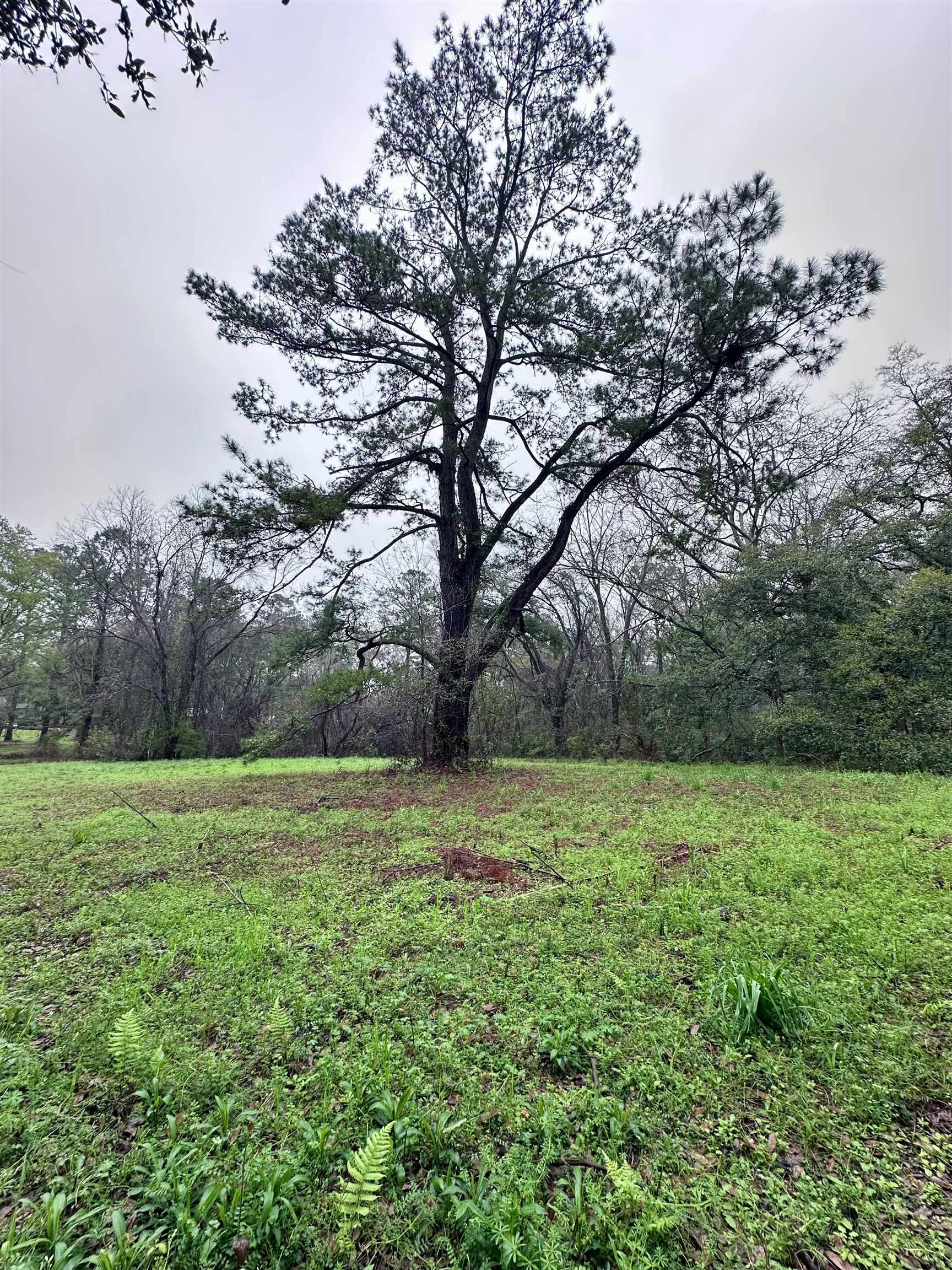 Conestoga Avenue, Tallahassee, Florida image 7