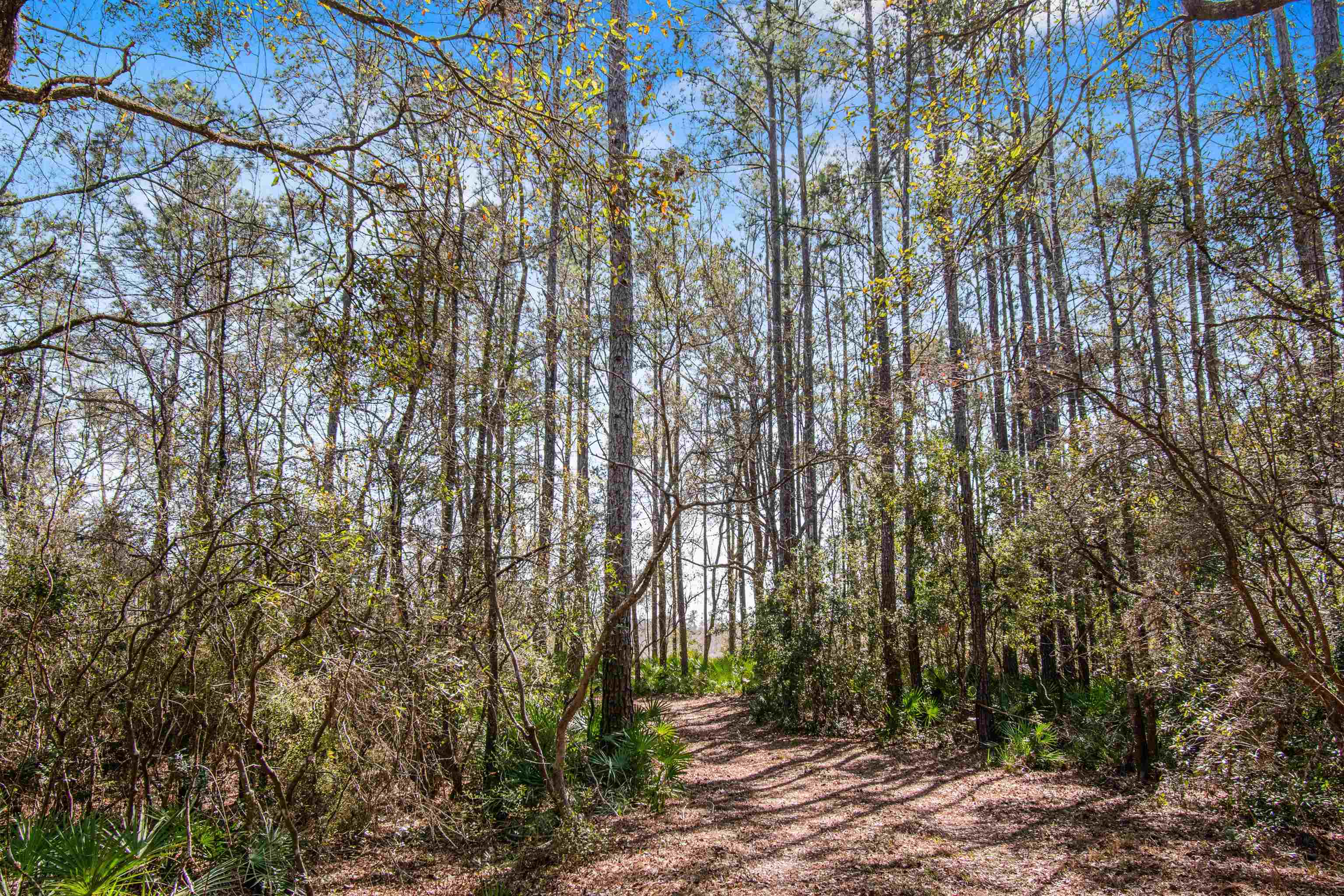 16570 District Drive, Lamont, Florida image 29