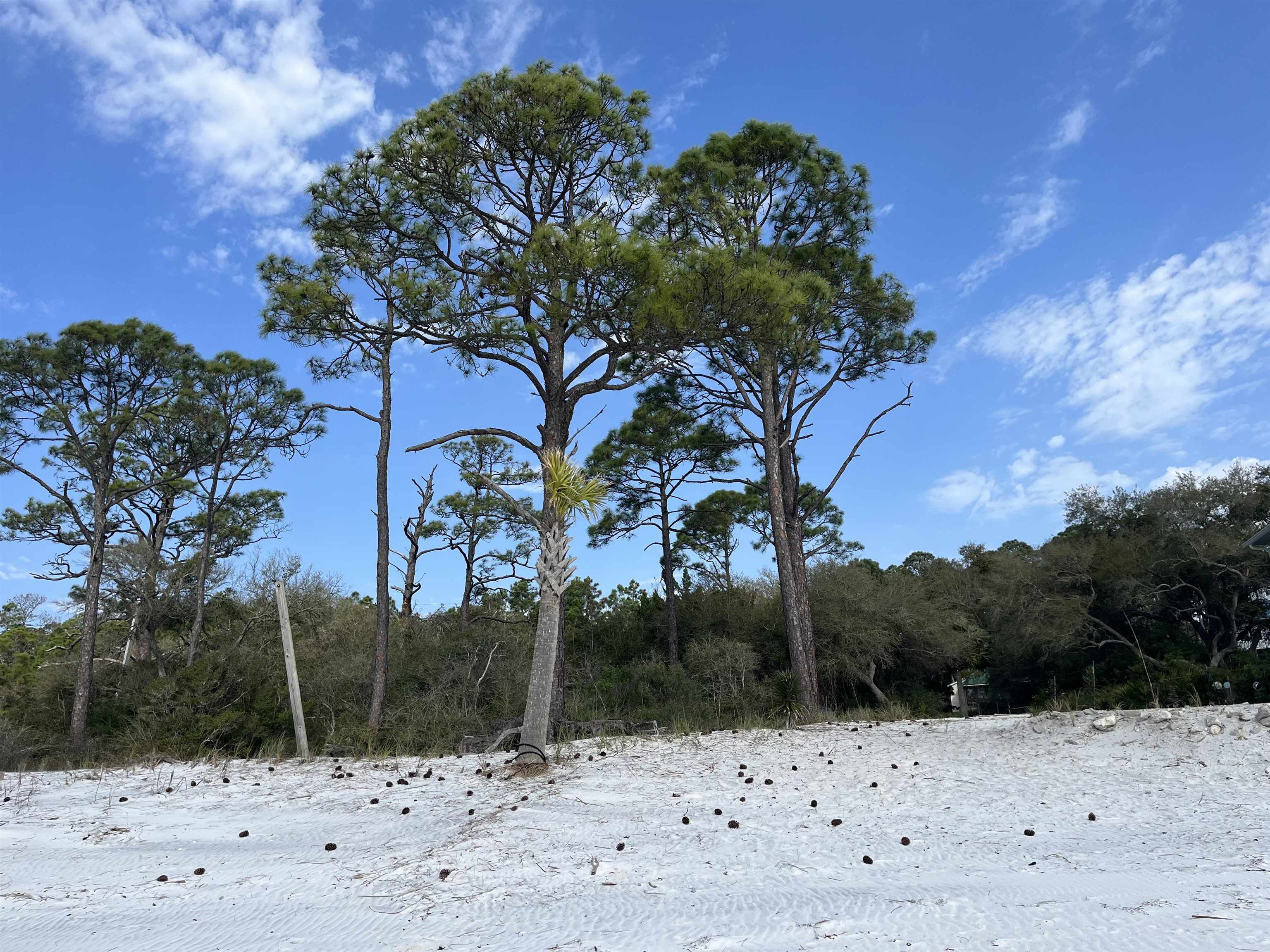 2346 Us Hwy 98, Carrabelle, Florida image 4