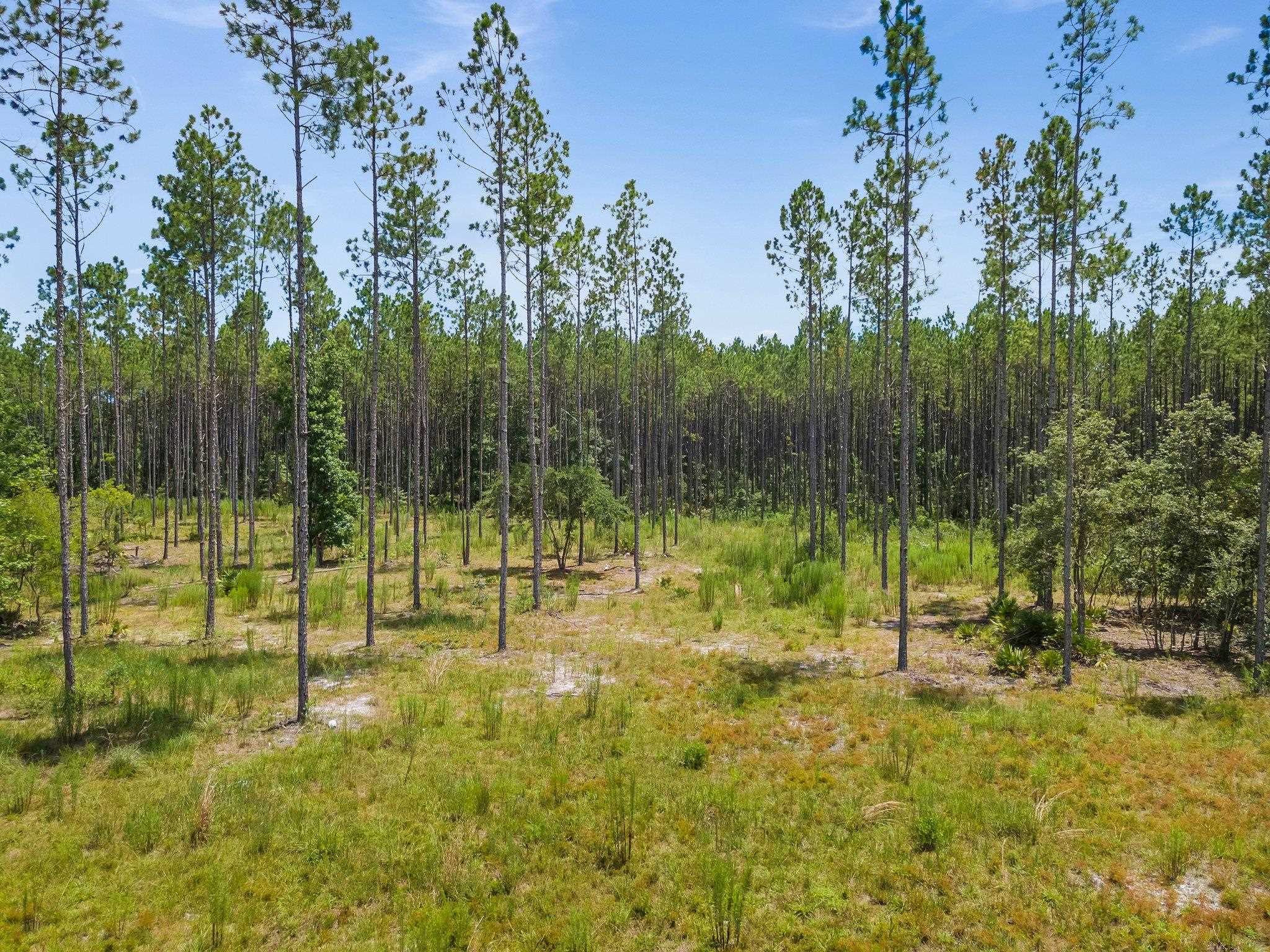 6961 Ranch Club Road, Tallahassee, Florida image 13